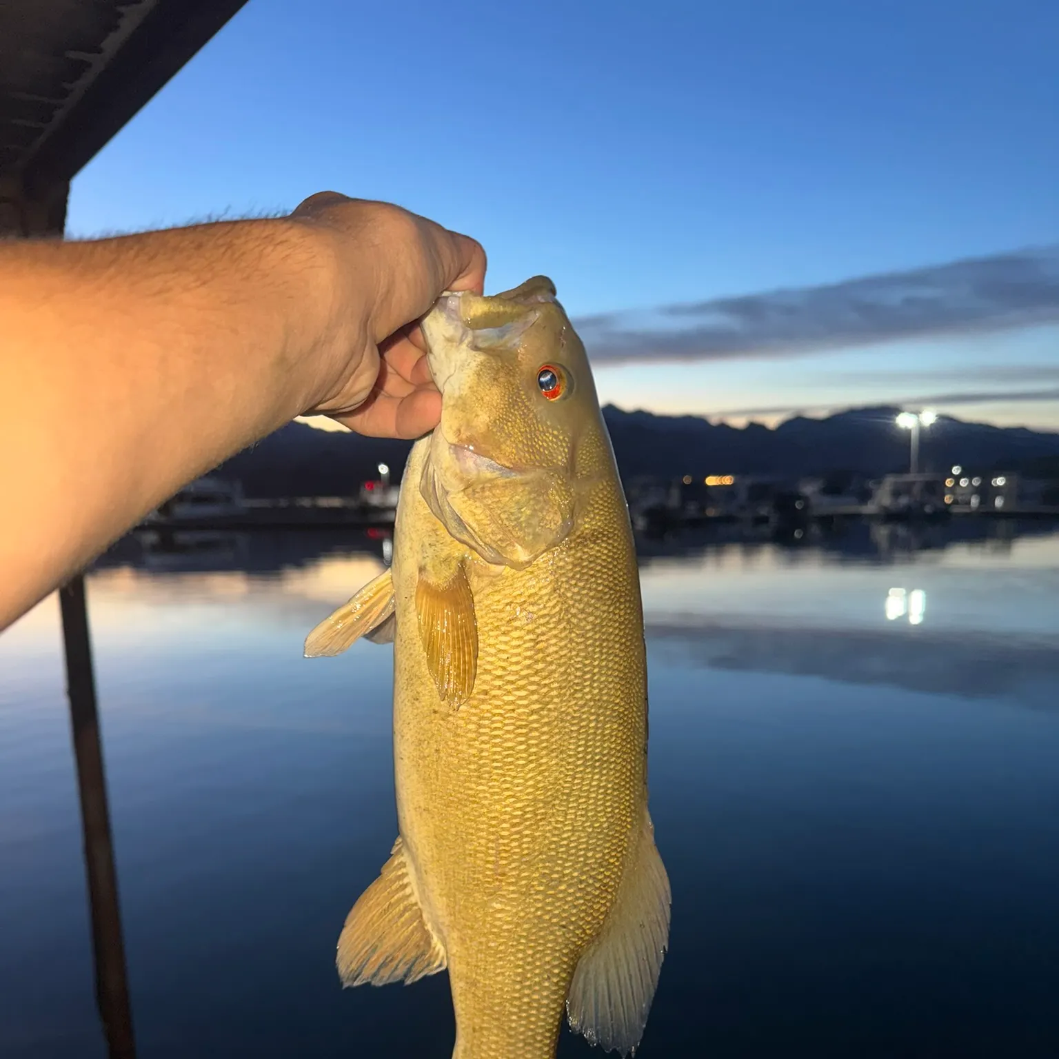 The most recent Smallmouth bass catches on Fishbrain
