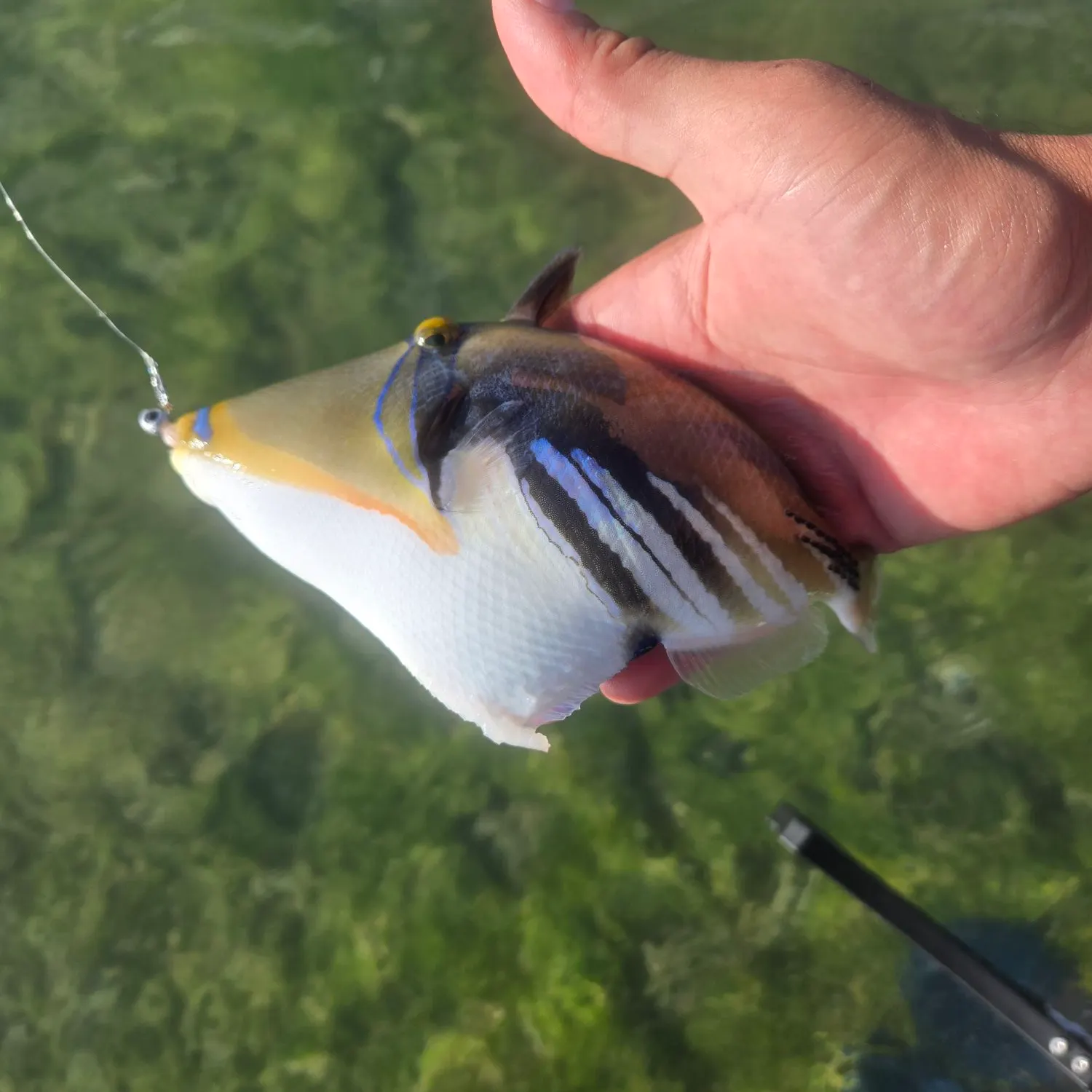 The most recent Lagoon triggerfish catches on Fishbrain