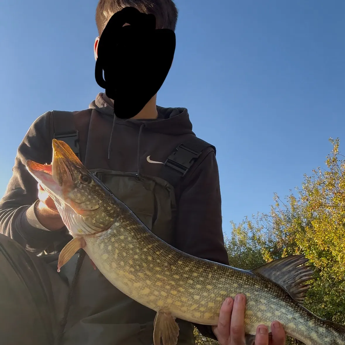 Northern pike caught on Fishbrain