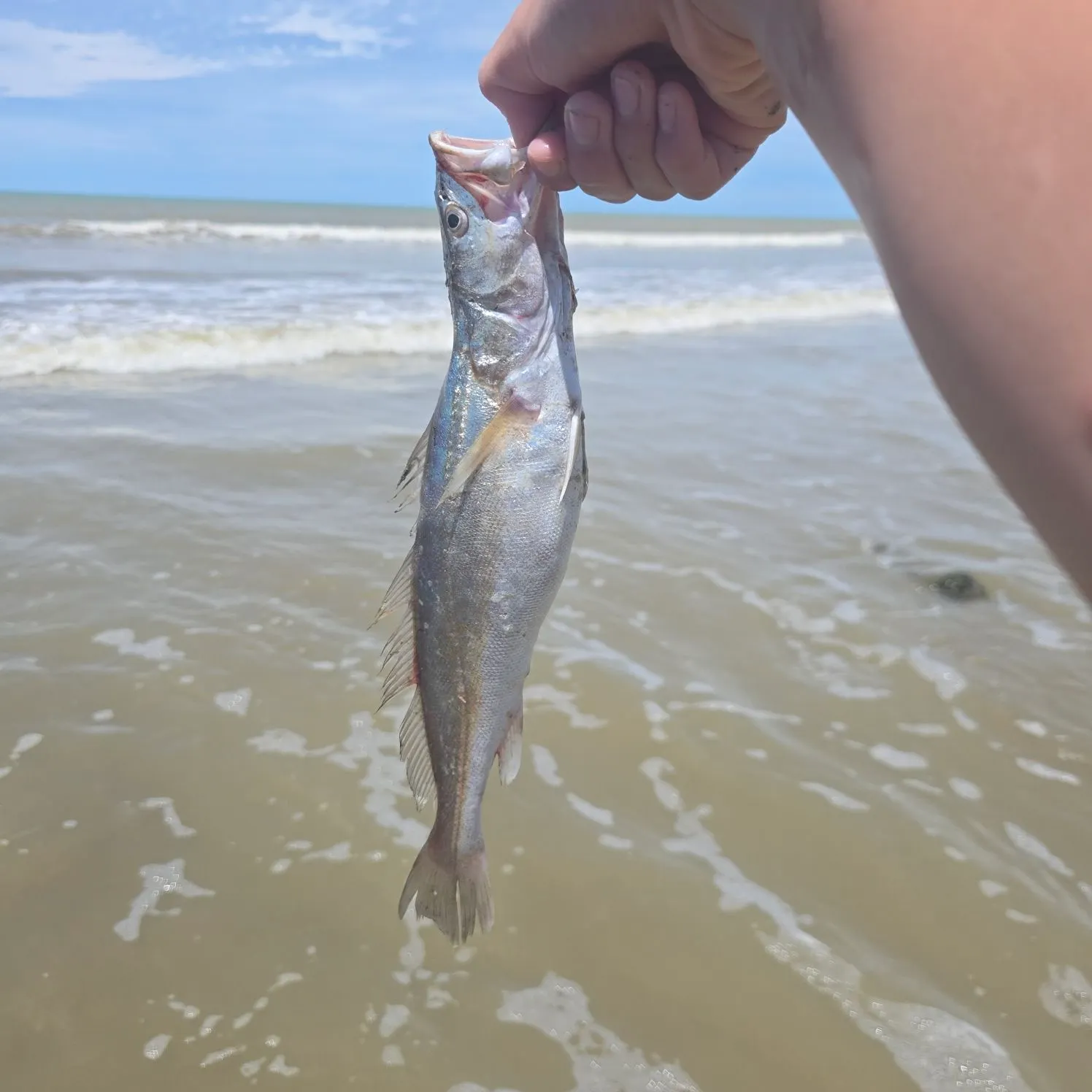 California corbina caught on Fishbrain