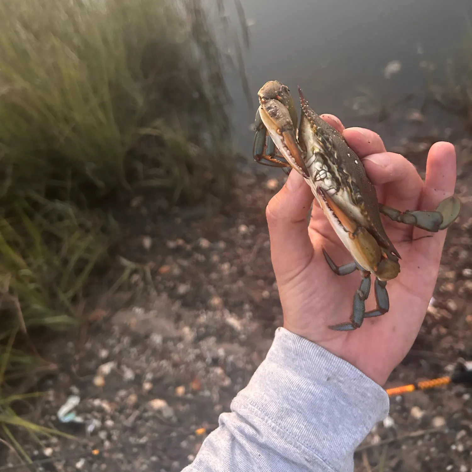 The most recent Blue crab catches on Fishbrain