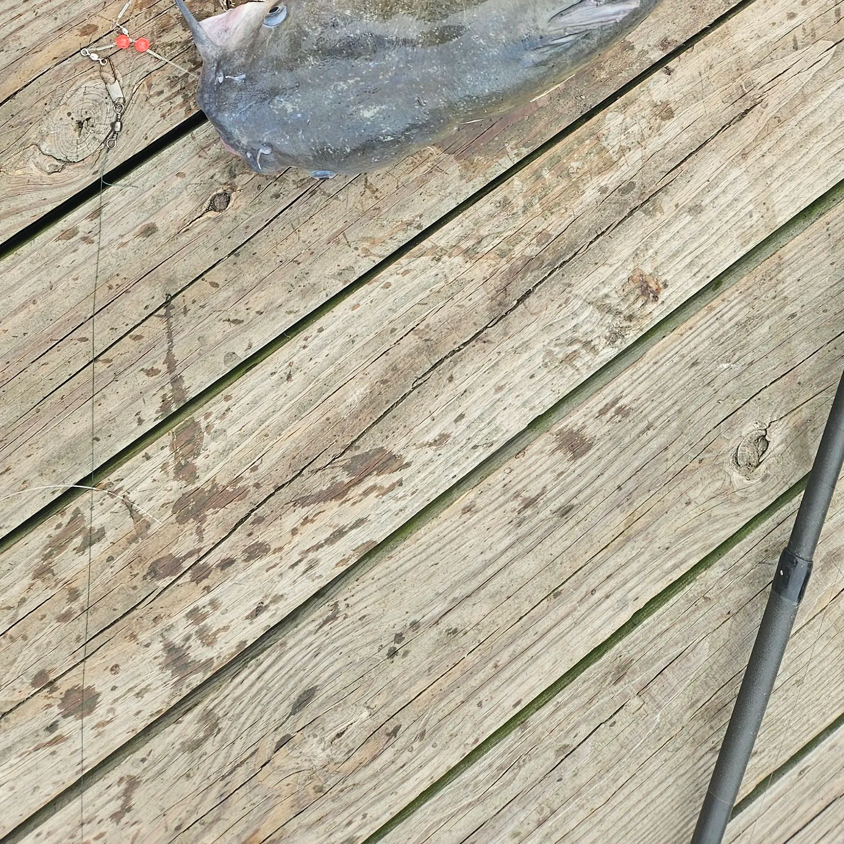 Channel catfish caught on Fishbrain