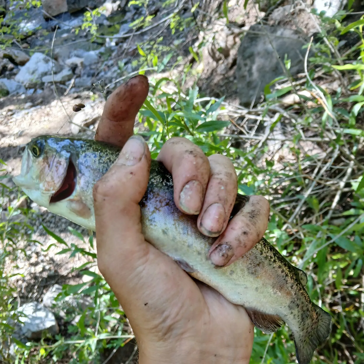 catch
