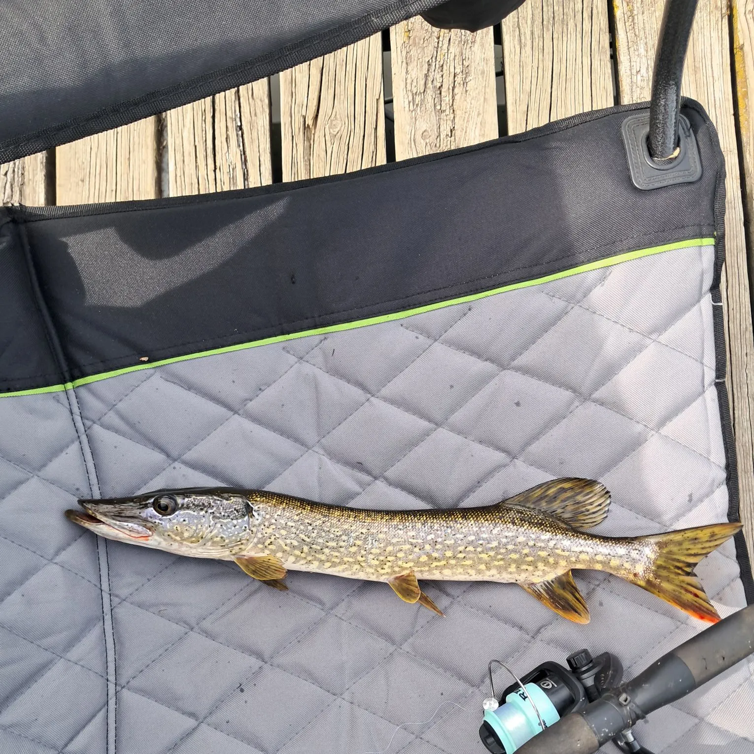 Northern pike caught on Fishbrain