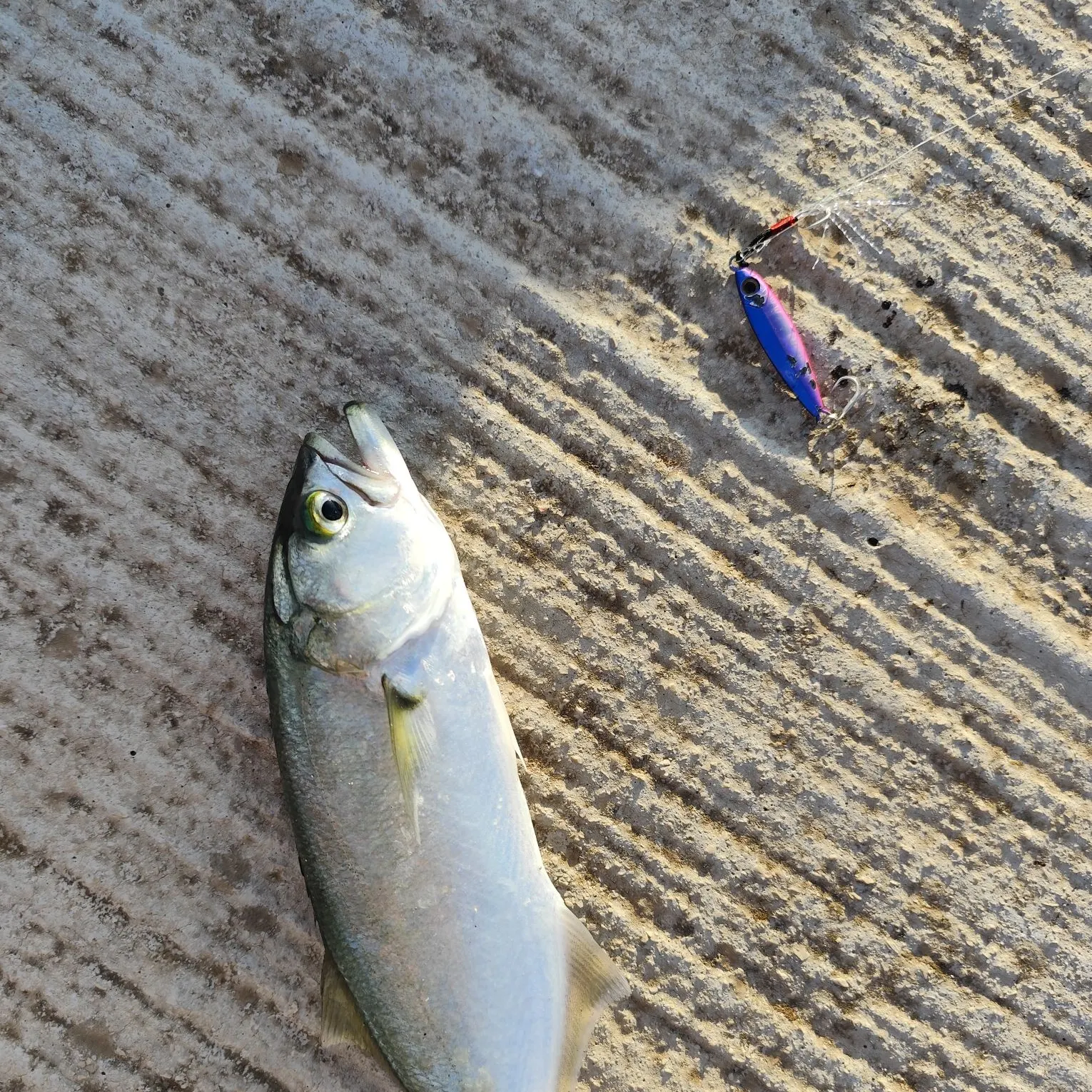Bluefish caught on Fishbrain