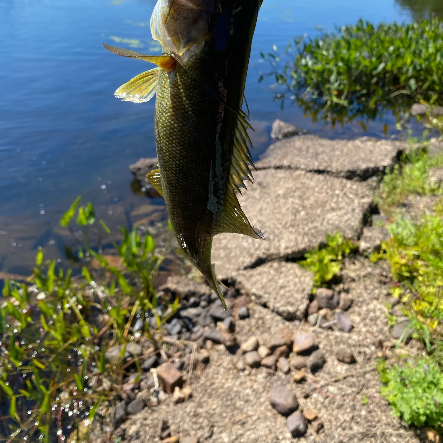 Smallmouth bass caught on Fishbrain