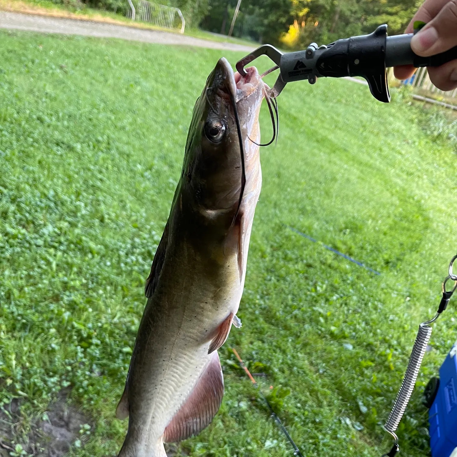 Channel catfish caught on Fishbrain