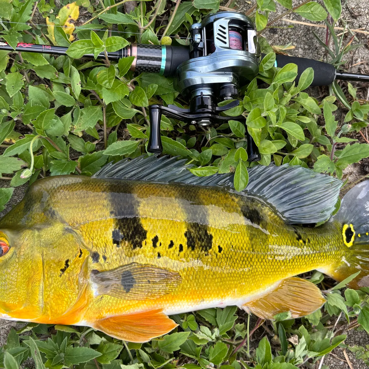 Butterfly peacock bass caught on Fishbrain