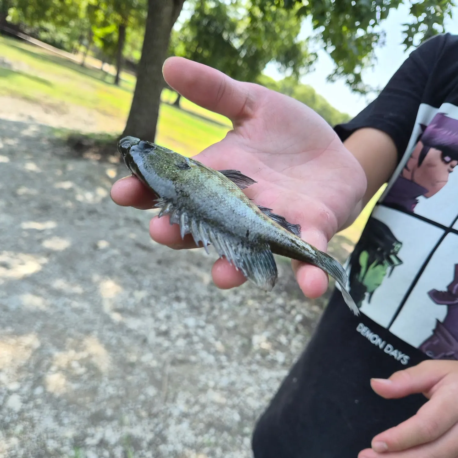 Bluegill caught on Fishbrain