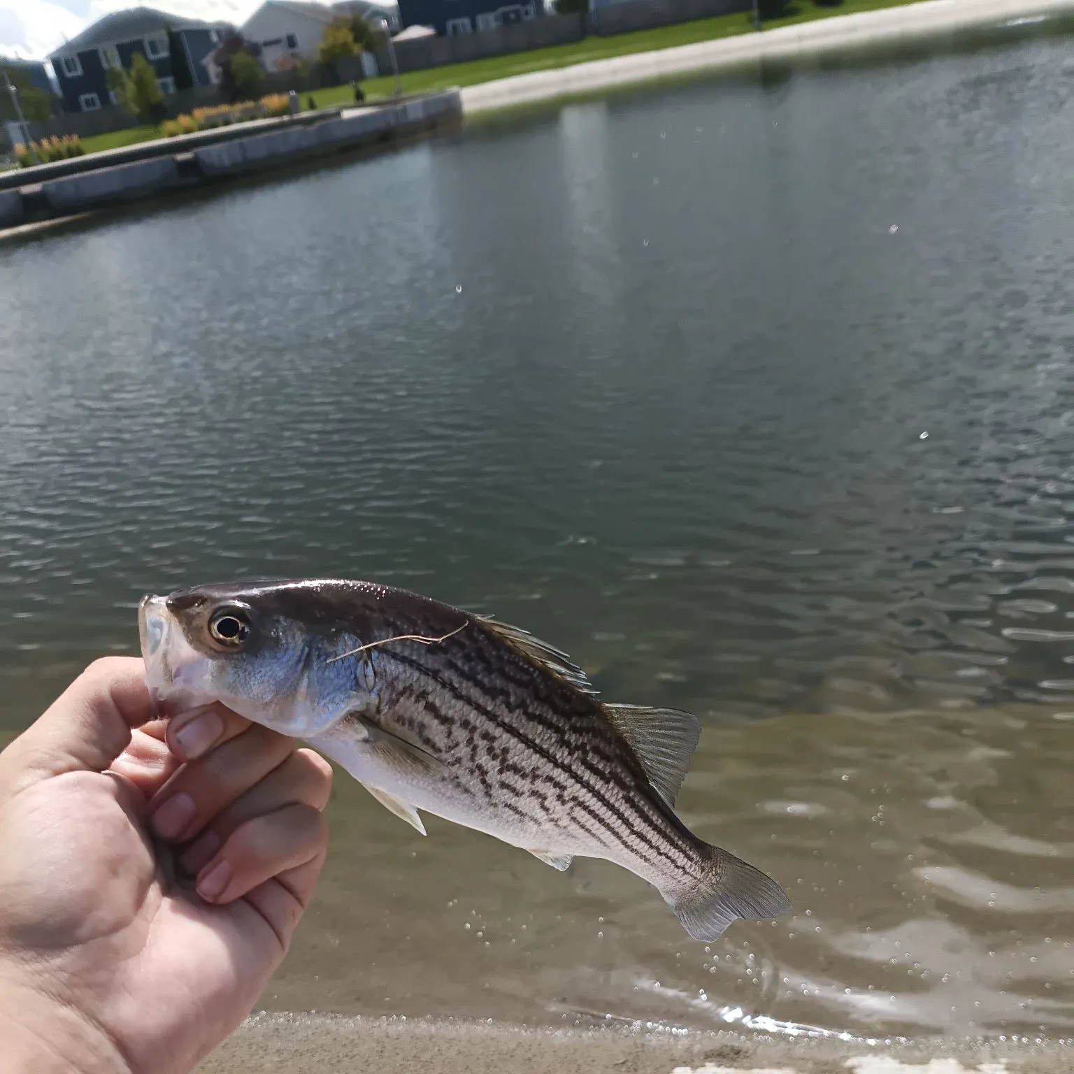 Wiper caught on Fishbrain