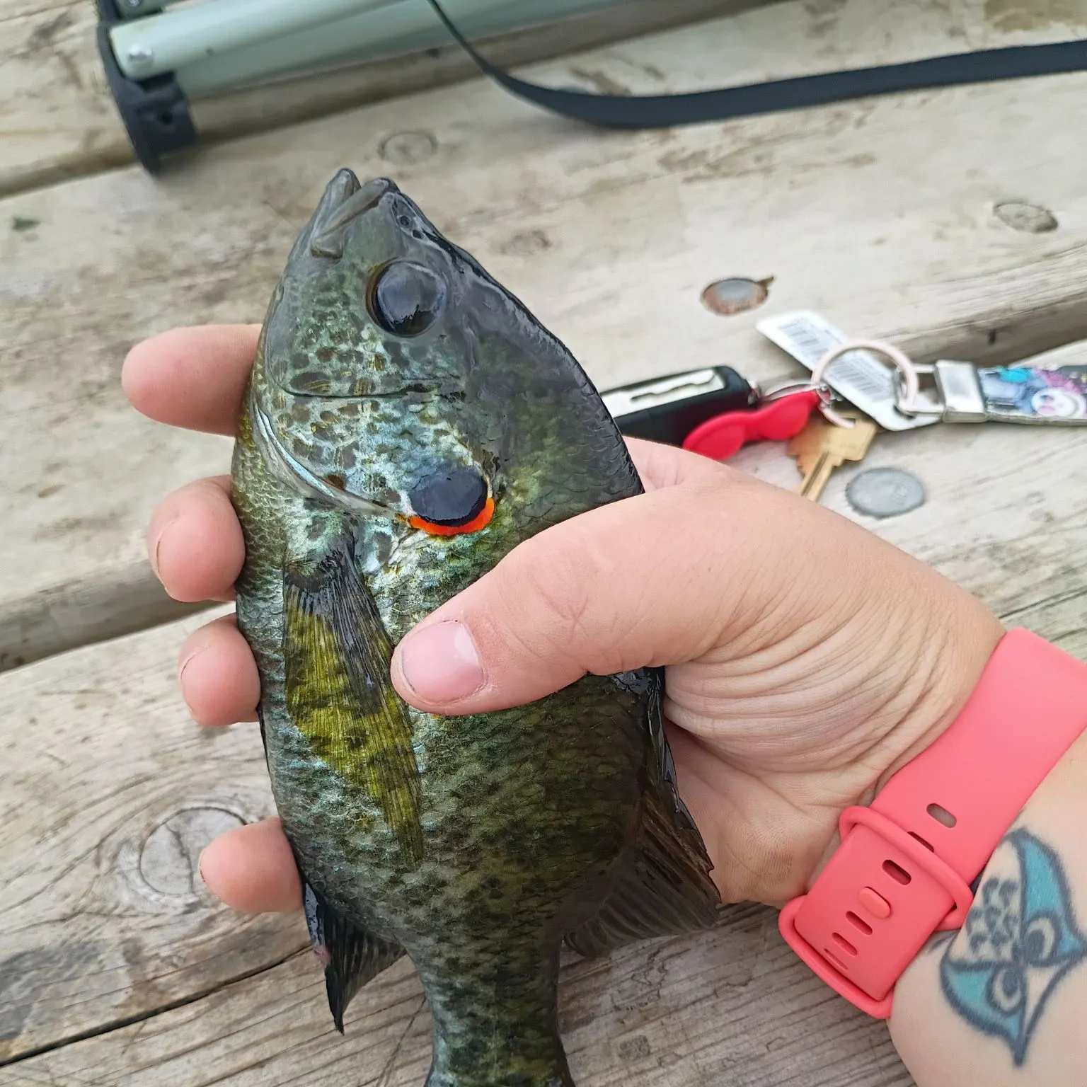 recently logged catches