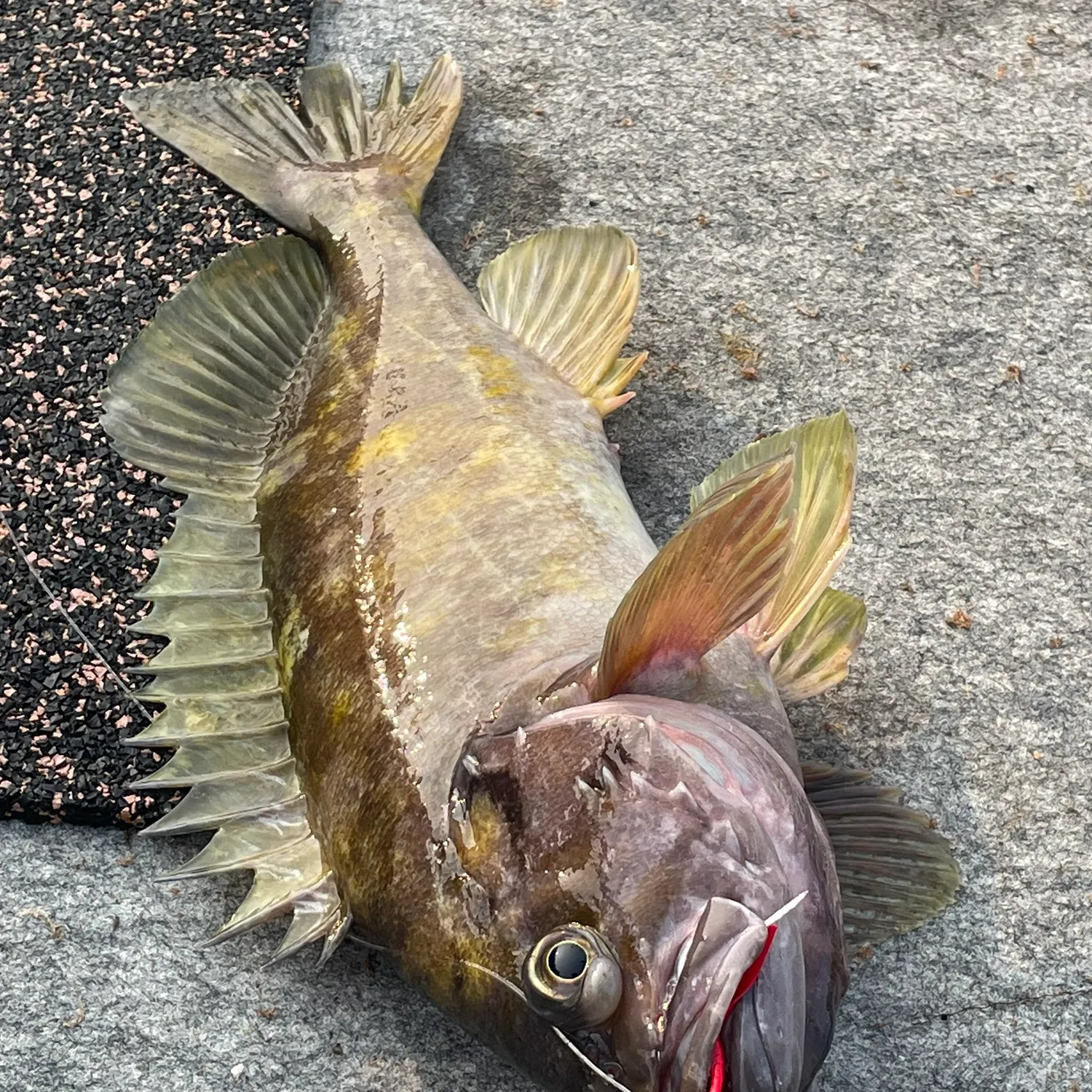 Gray rockfish caught on Fishbrain