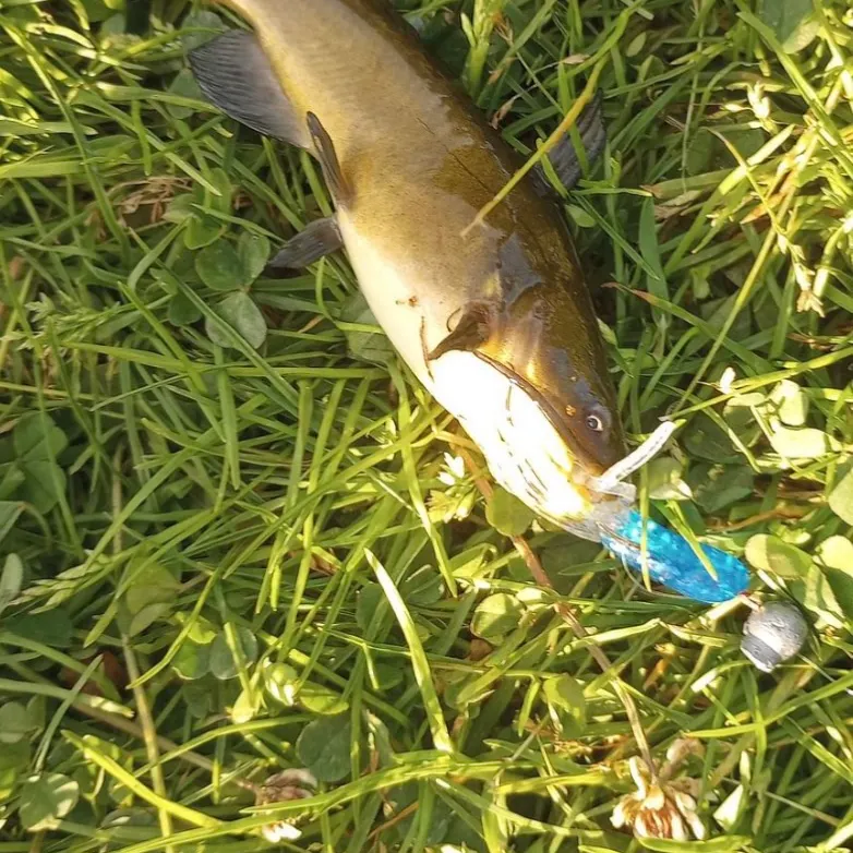 Black bullhead caught on Fishbrain