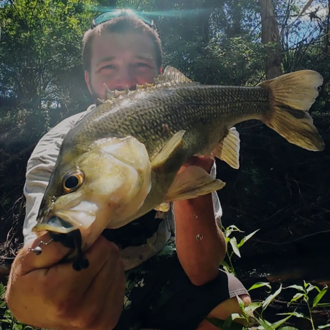 The most recent Australian bass catches on Fishbrain