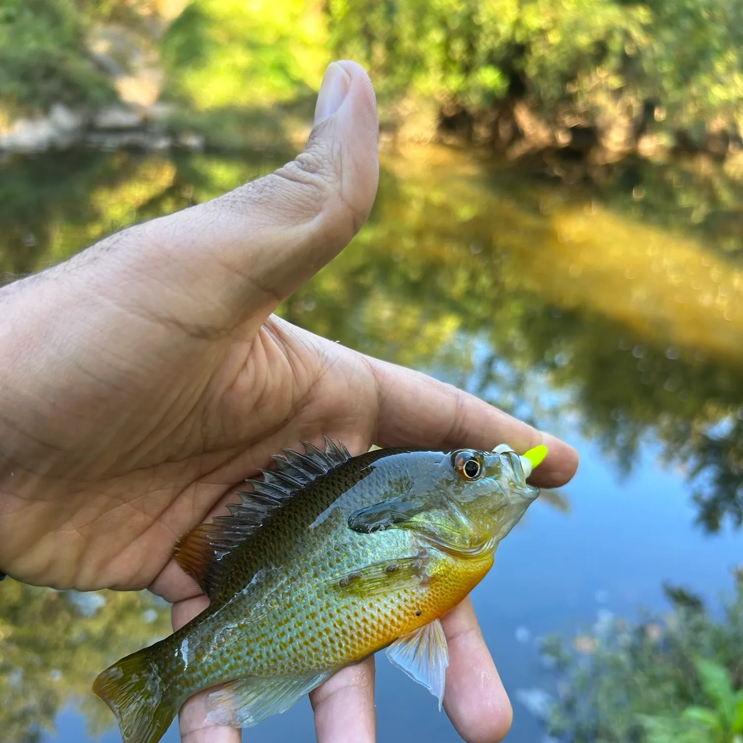 Redbreast sunfish caught on Fishbrain