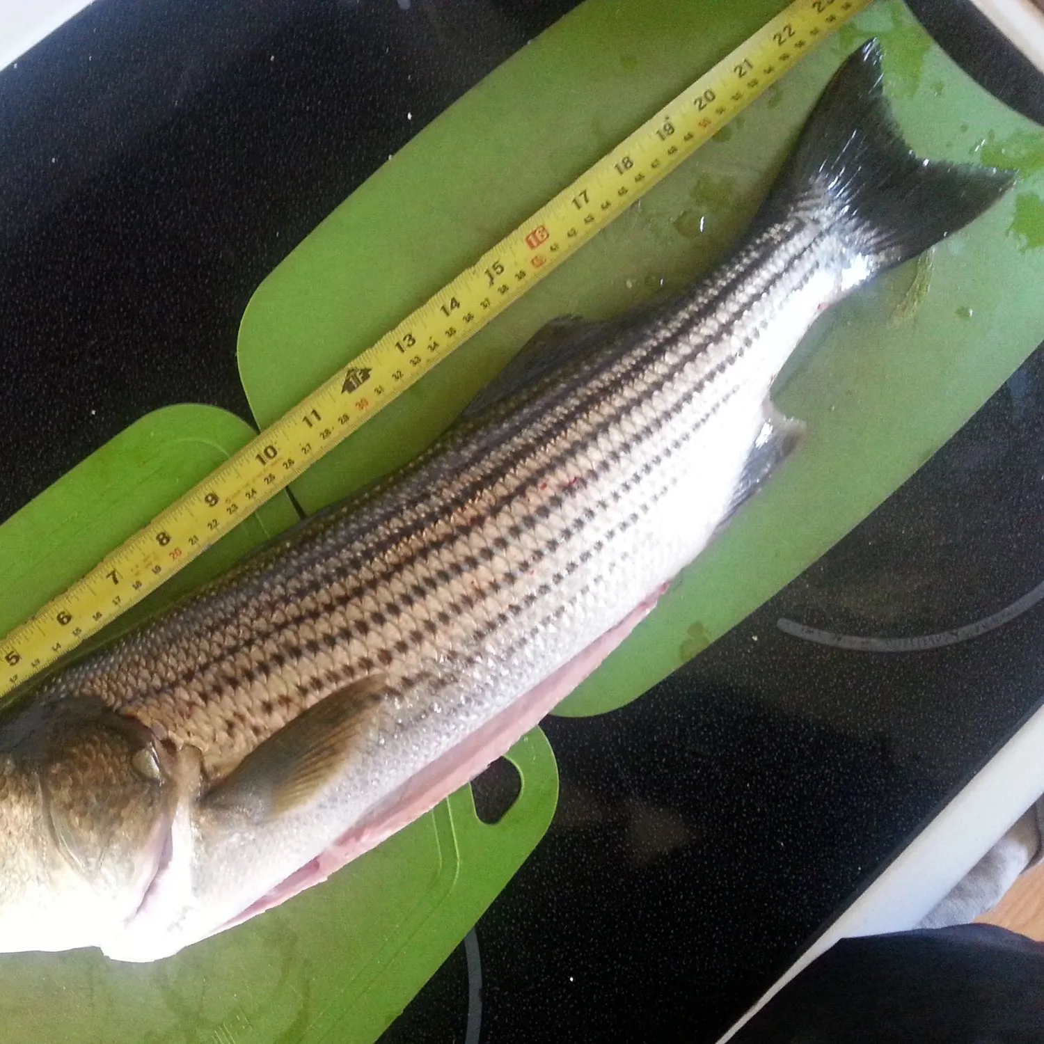recently logged catches