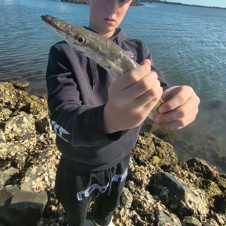 The most recent Longfin pike catches on Fishbrain