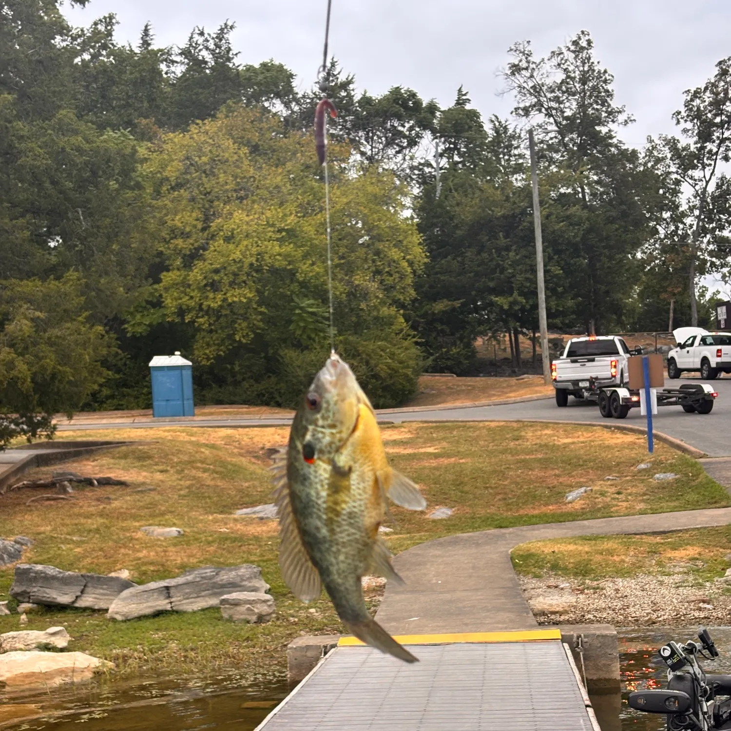 Pumpkinseed caught on Fishbrain