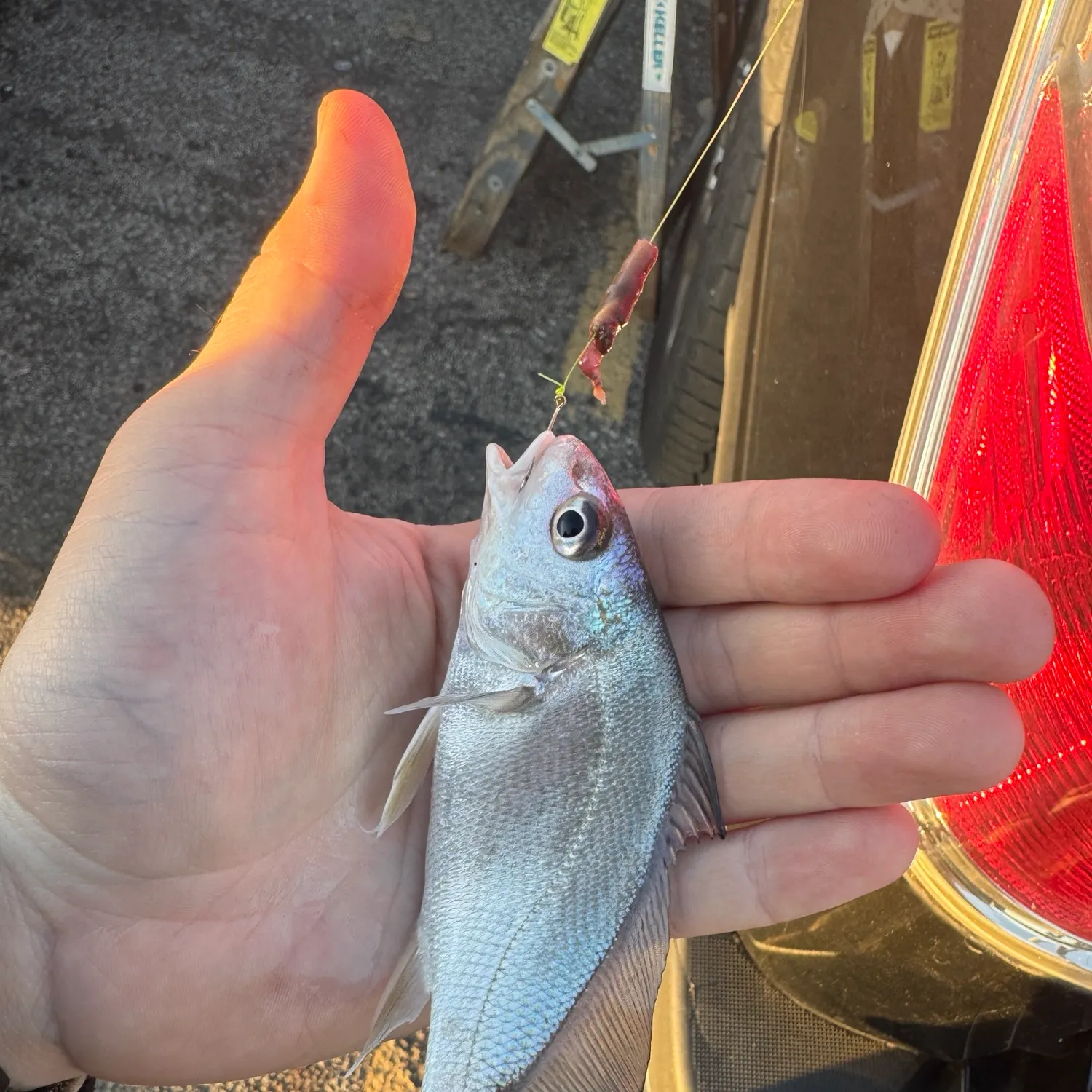 Freshwater drum caught on Fishbrain