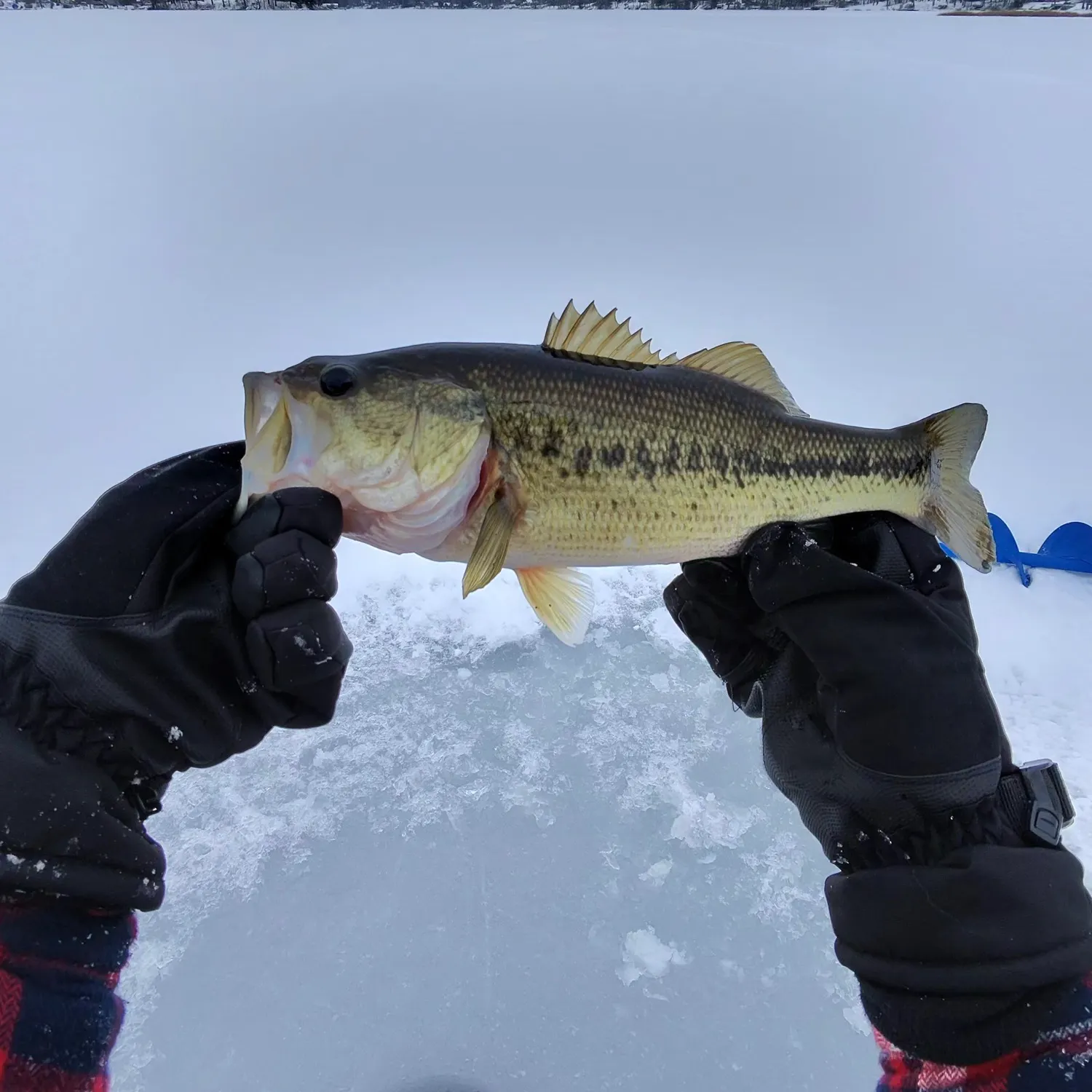 The most recent Largemouth bass catches on Fishbrain