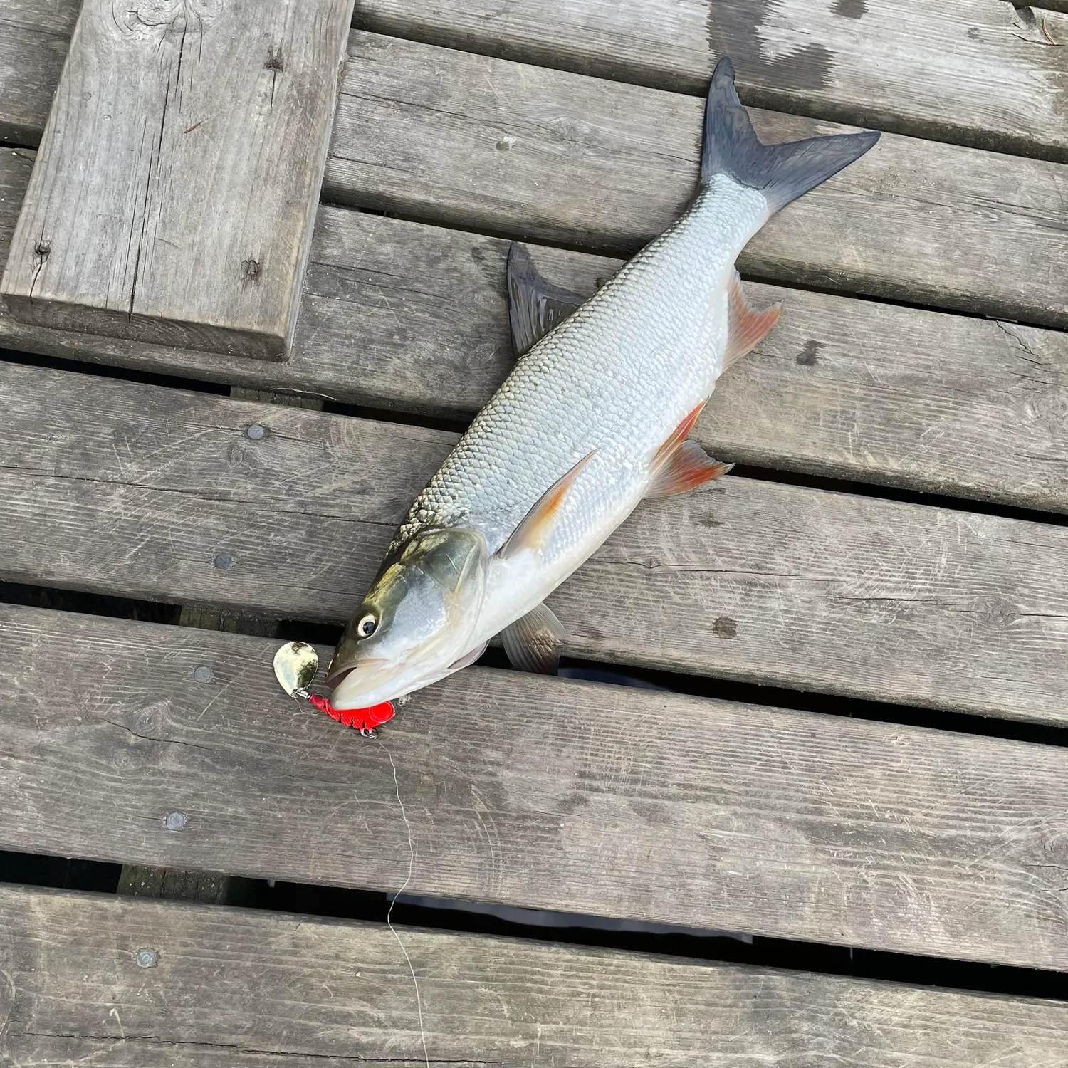 Ide caught on Fishbrain