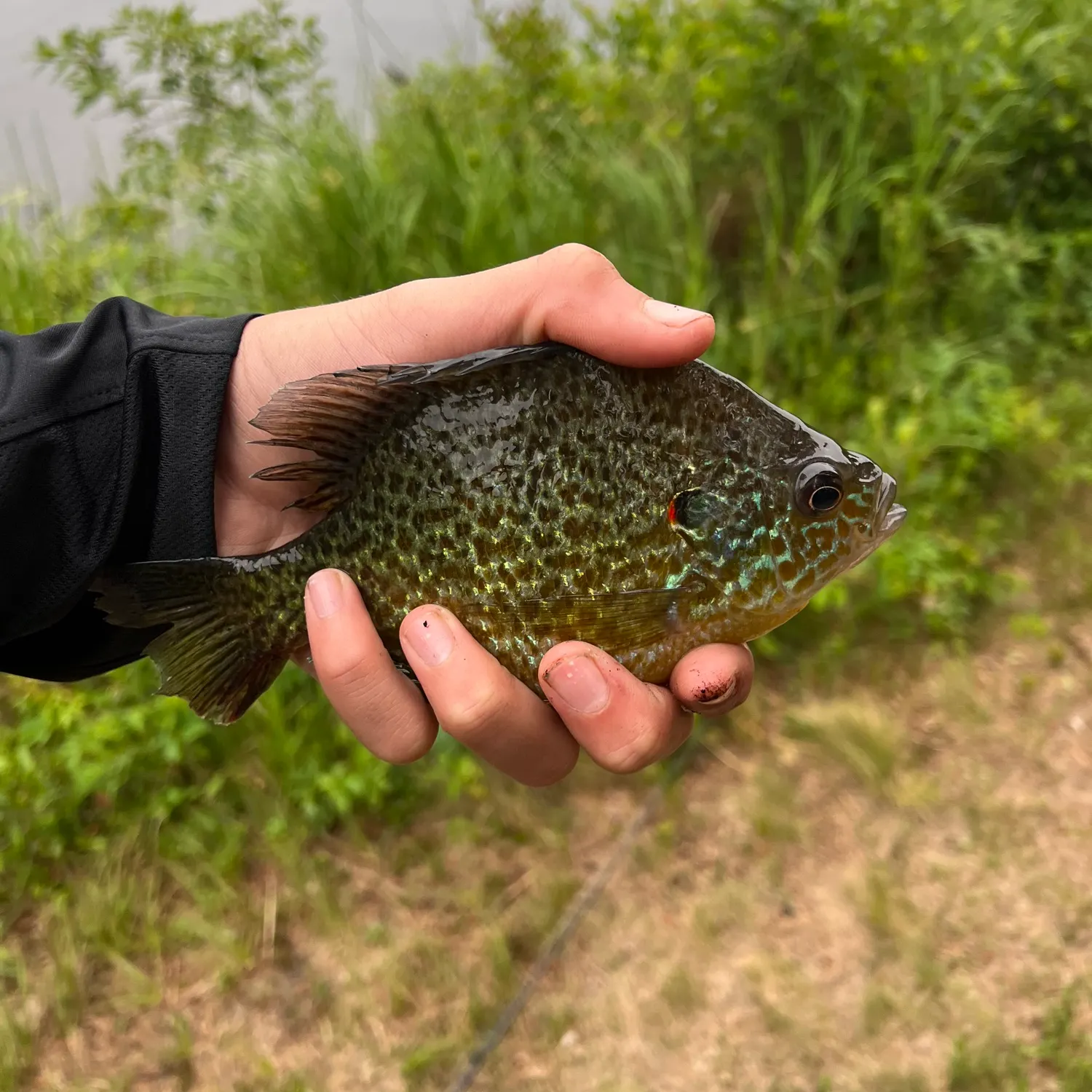 angler catch