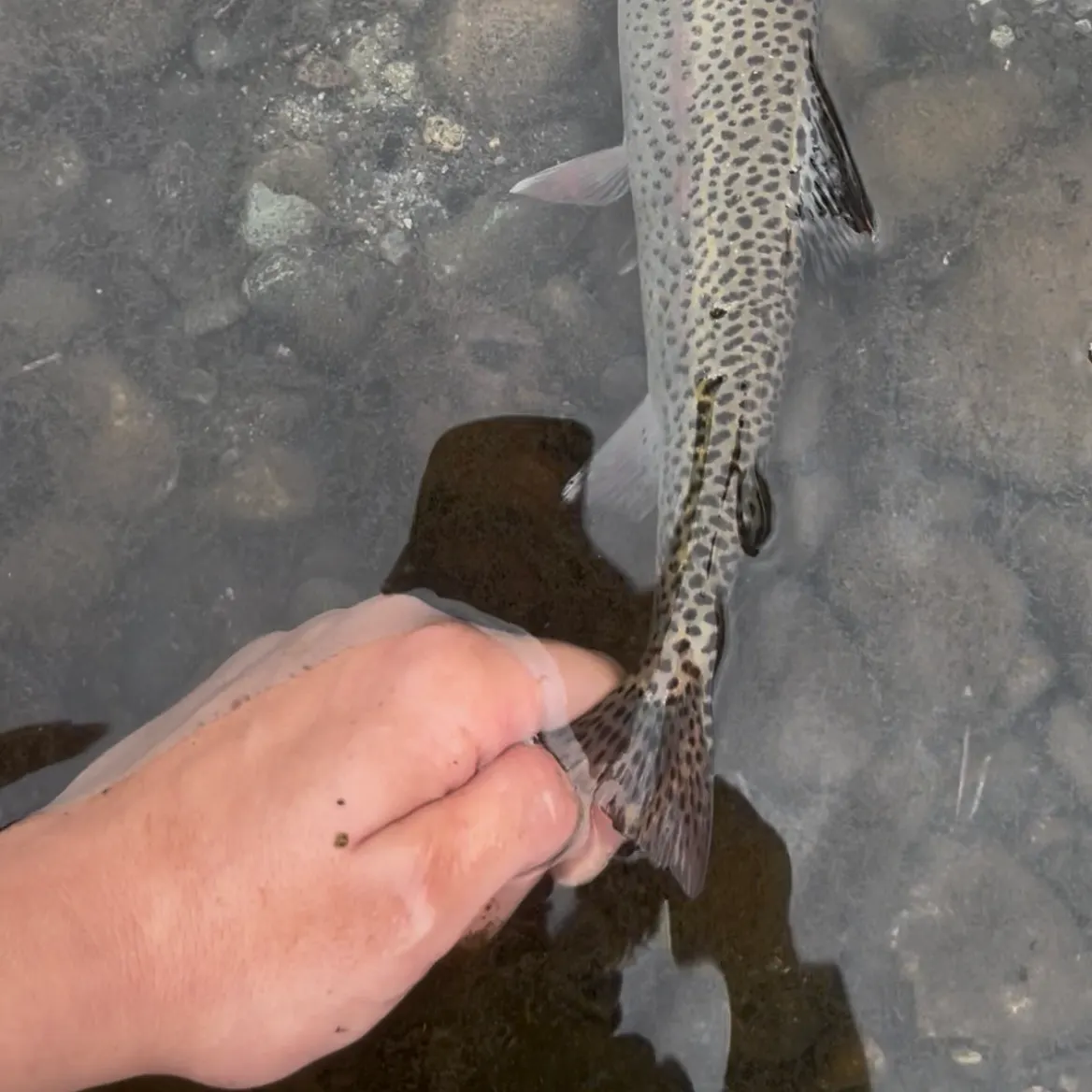 Rainbow trout caught on Fishbrain