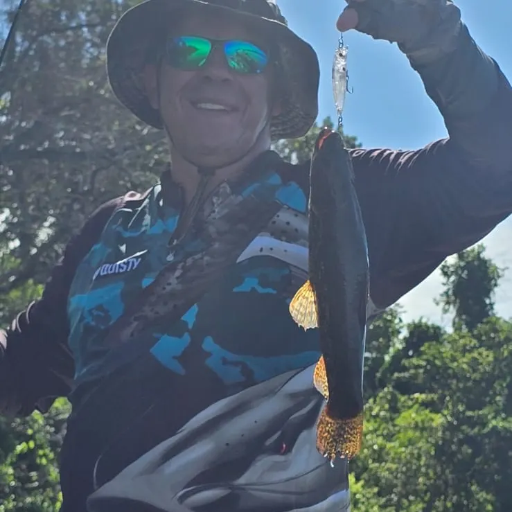 The most recent Trahira catches on Fishbrain