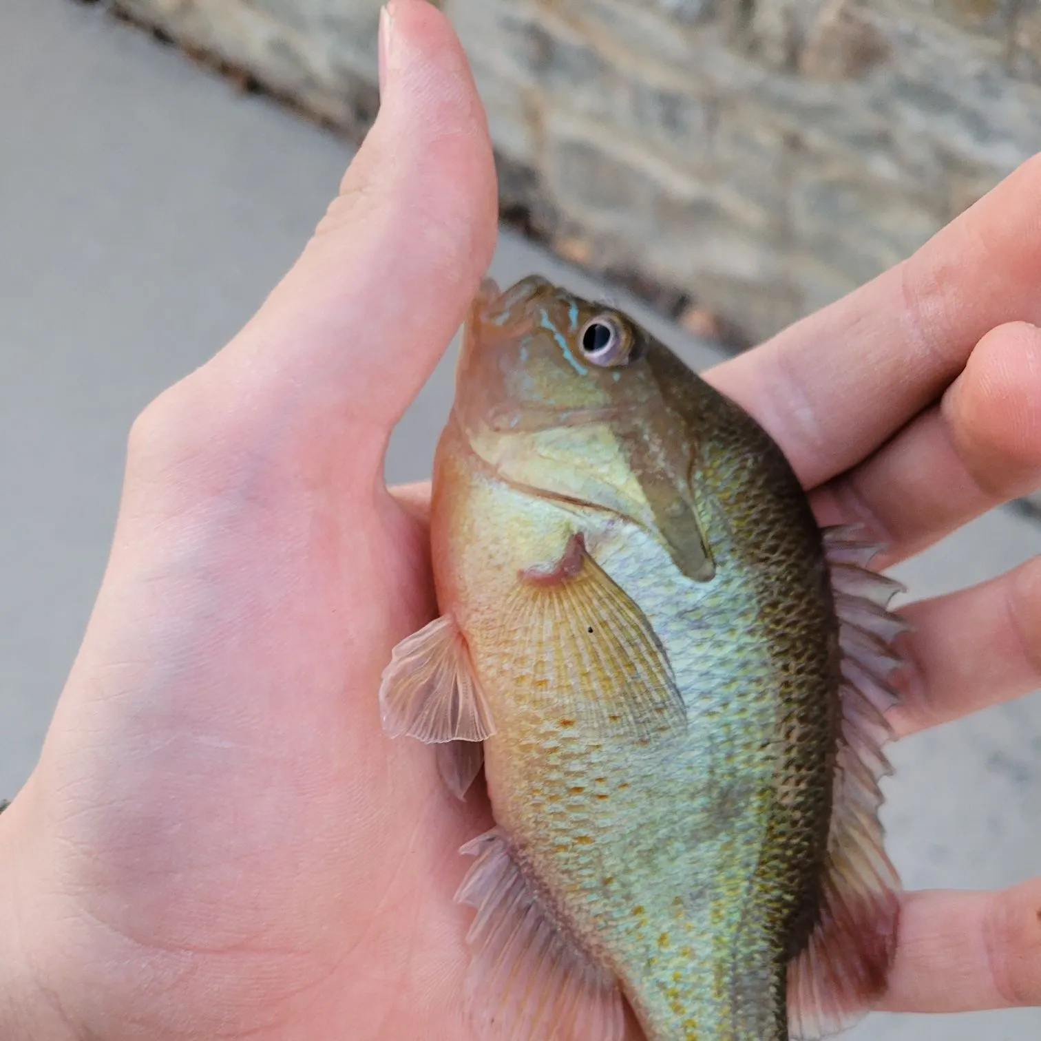 Redbreast sunfish caught on Fishbrain