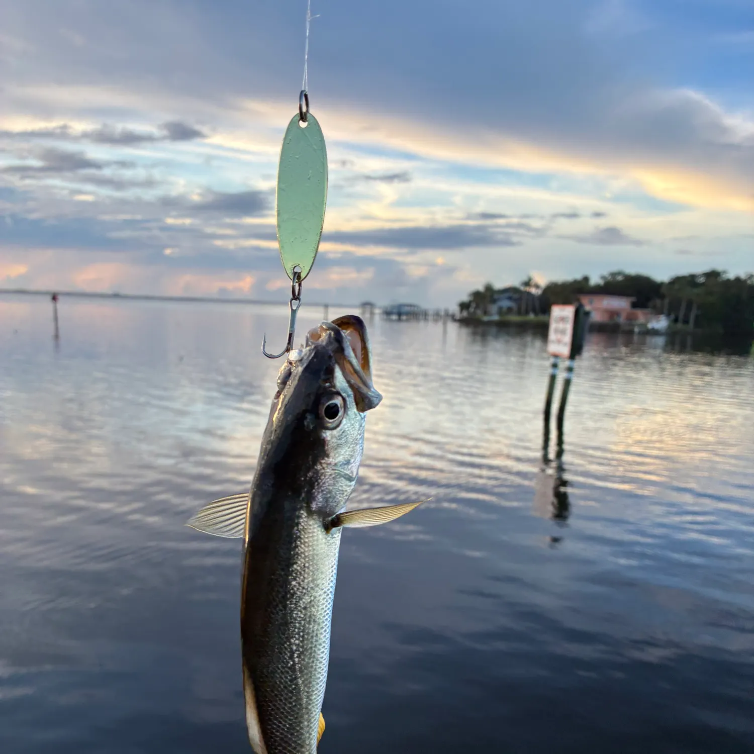 Sand seatrout caught on Fishbrain