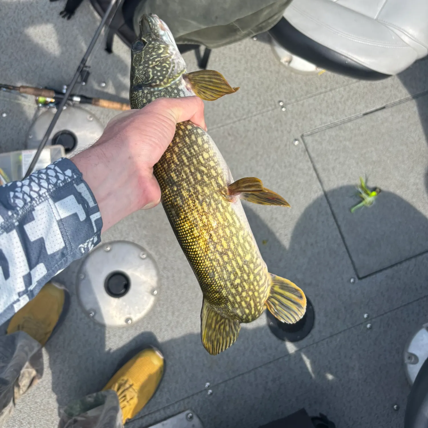 Northern pike caught on Fishbrain