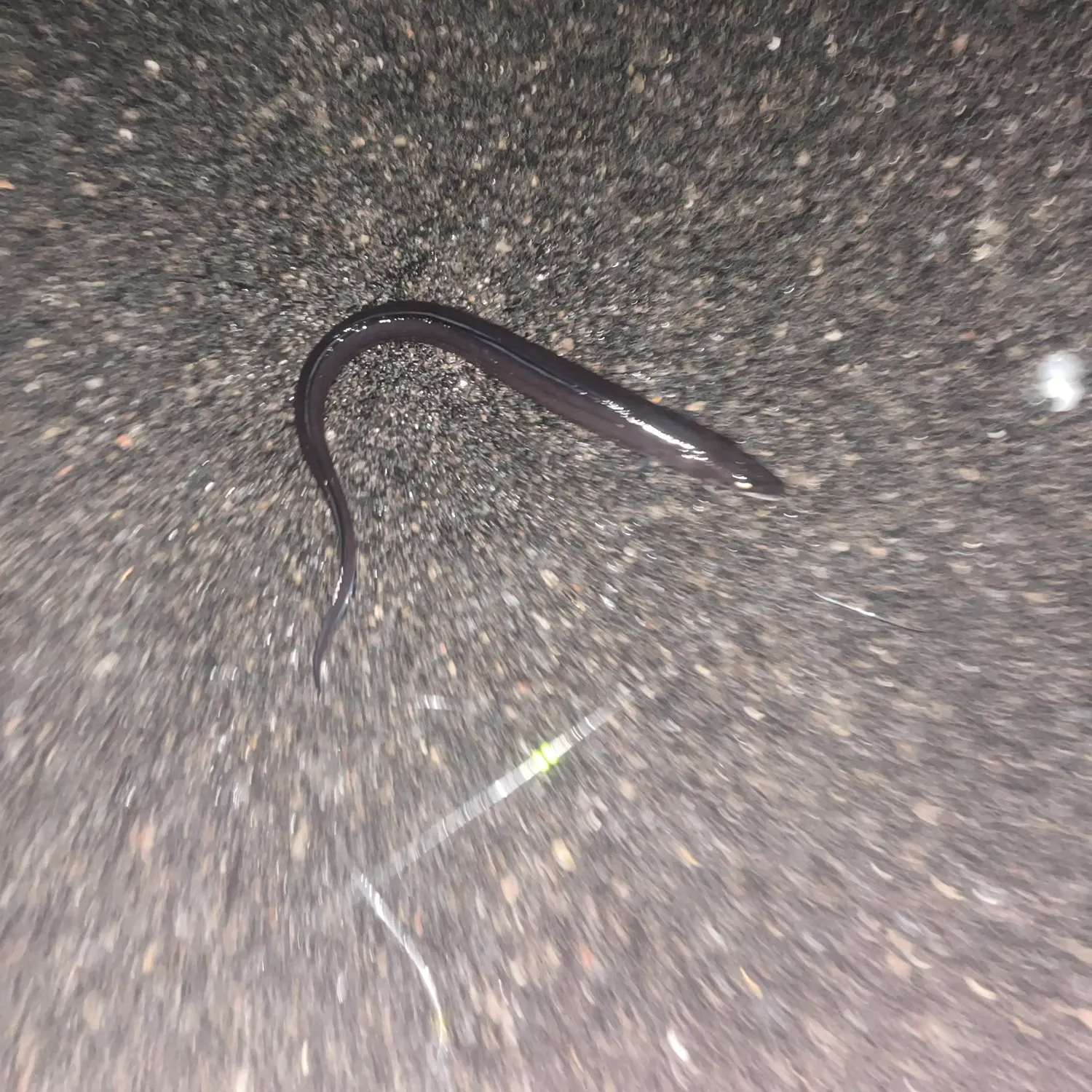 The most recent European conger catches on Fishbrain