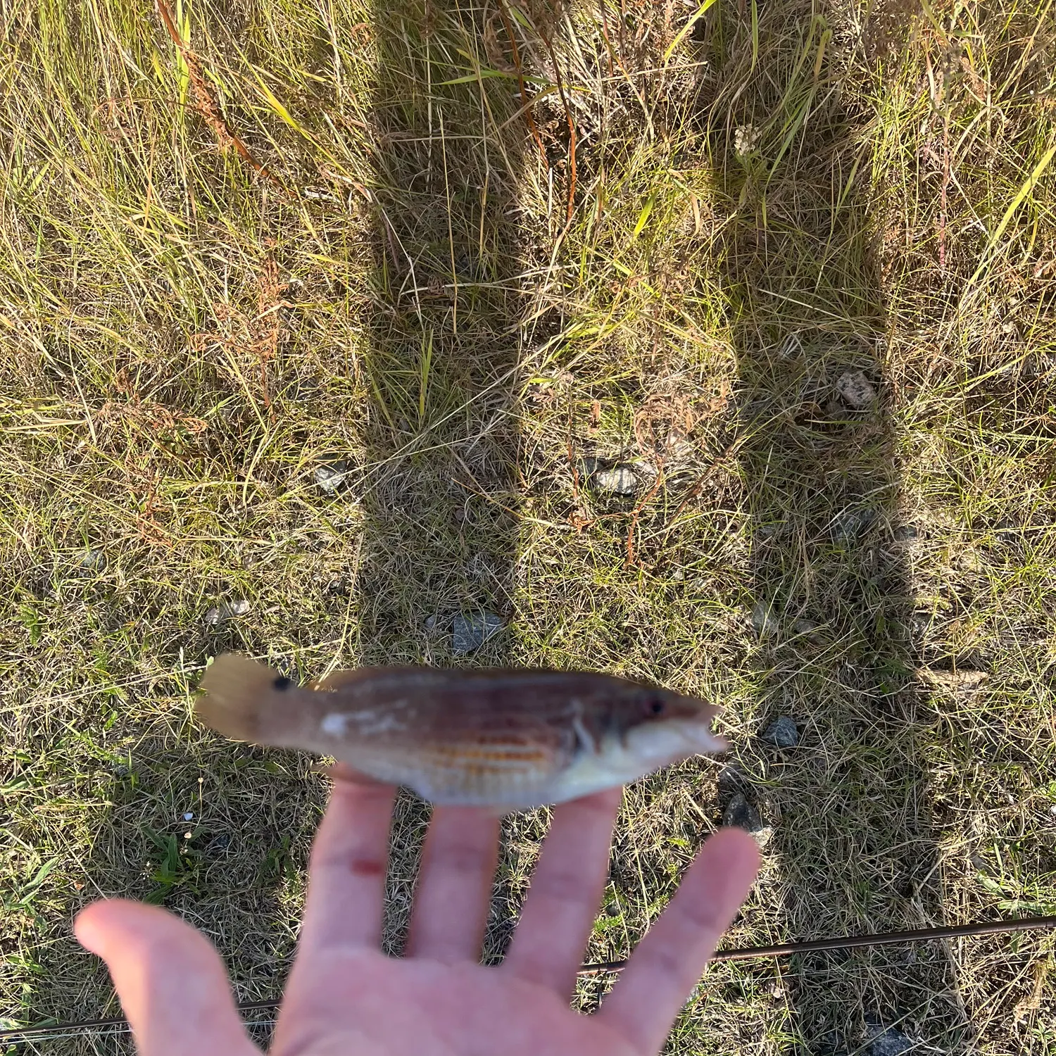 Goldsinny wrasse caught on Fishbrain