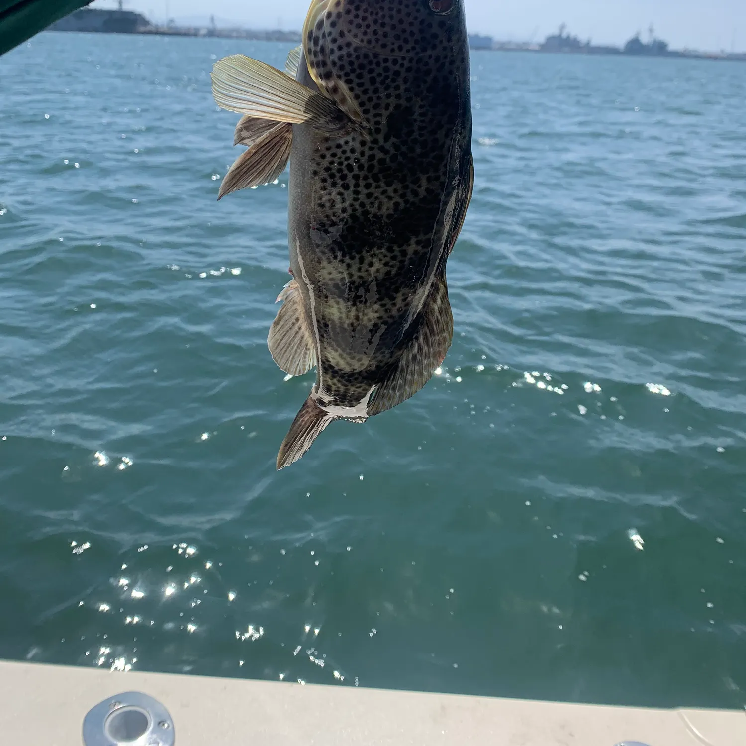 The most recent Spotted seabass catches on Fishbrain