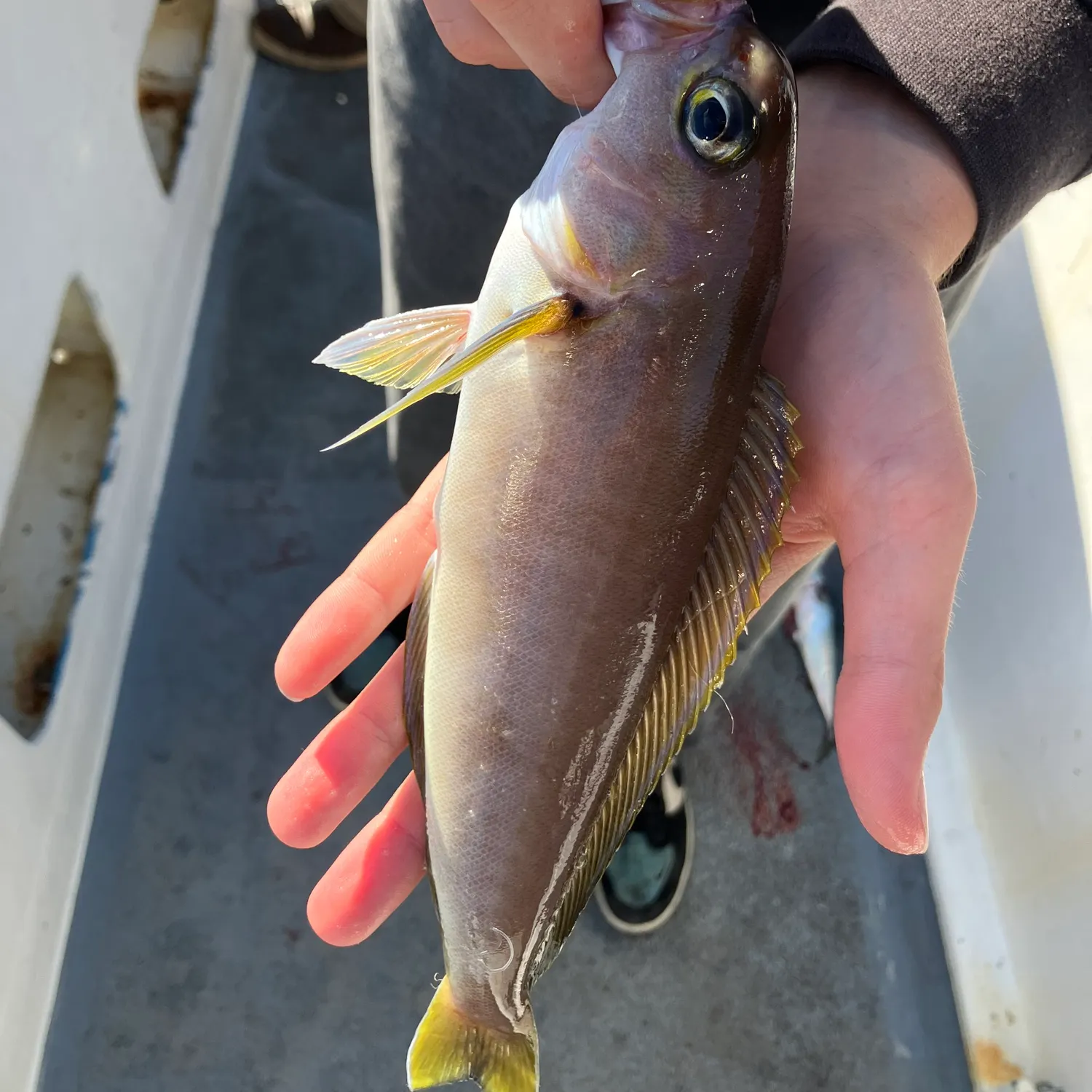 The most recent Mountain whitefish catches on Fishbrain