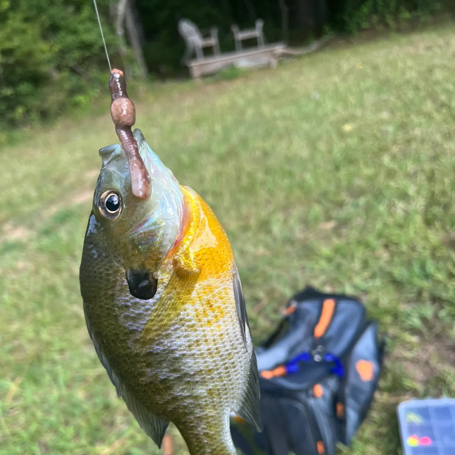 Bluegill caught on Fishbrain