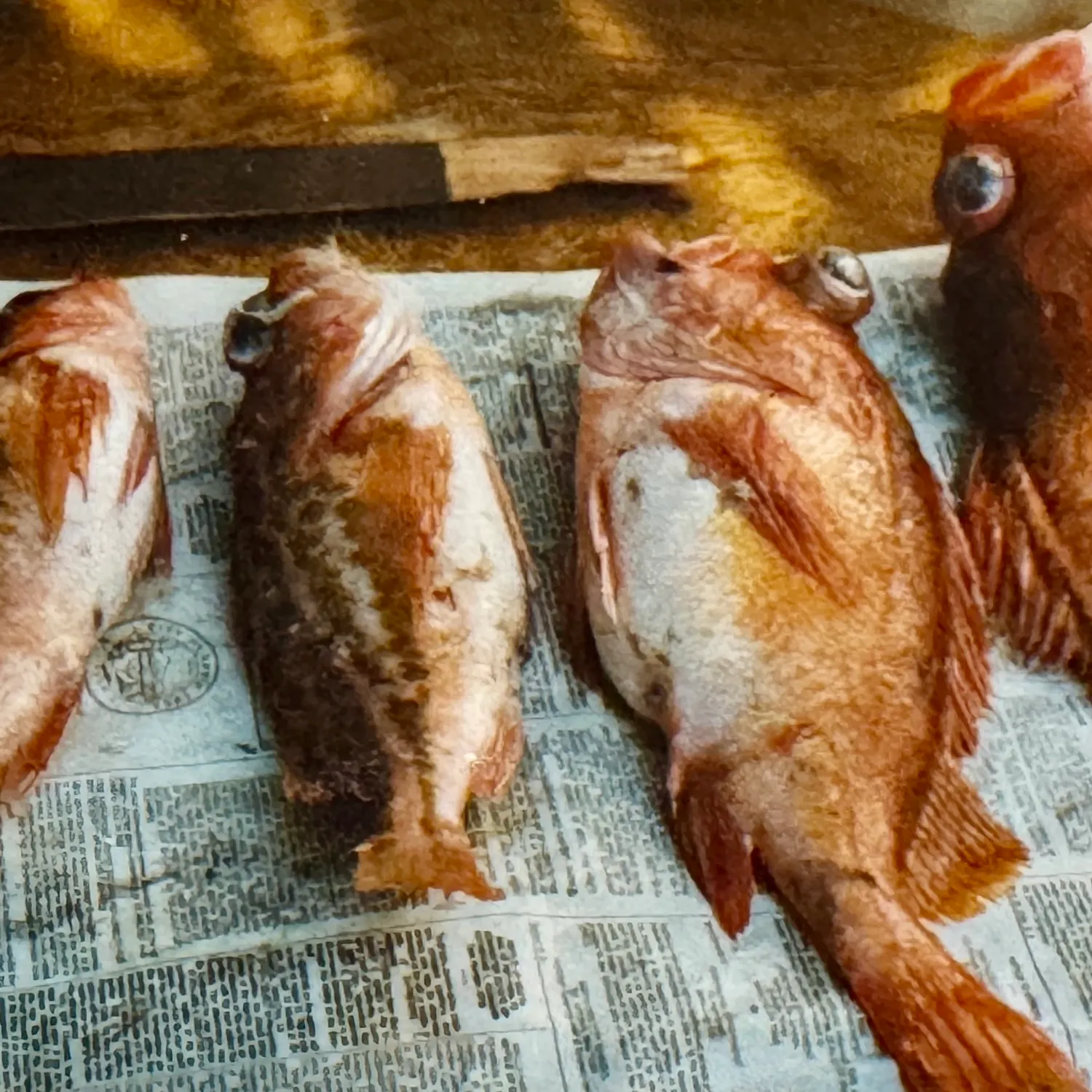 The most recent Green blotched rockfish catches on Fishbrain