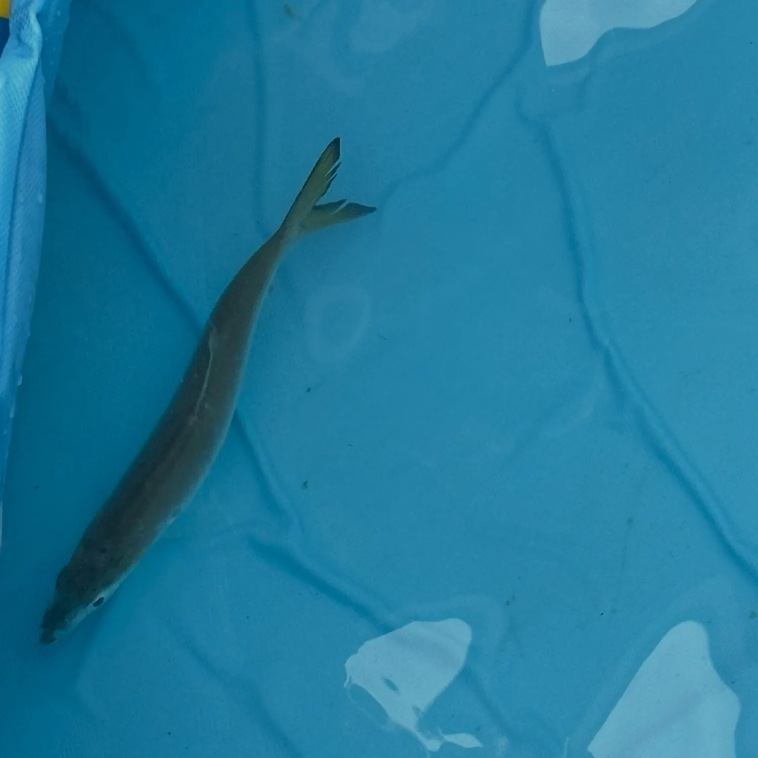 The most recent Finescale menhaden catches on Fishbrain