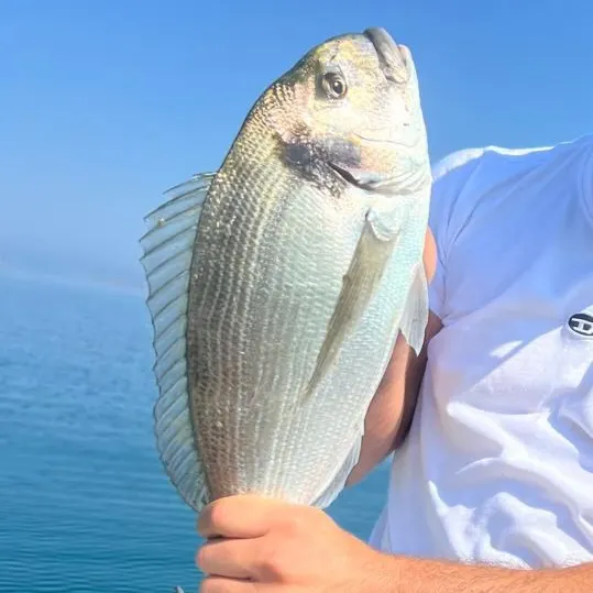 Gilthead seabream caught on Fishbrain
