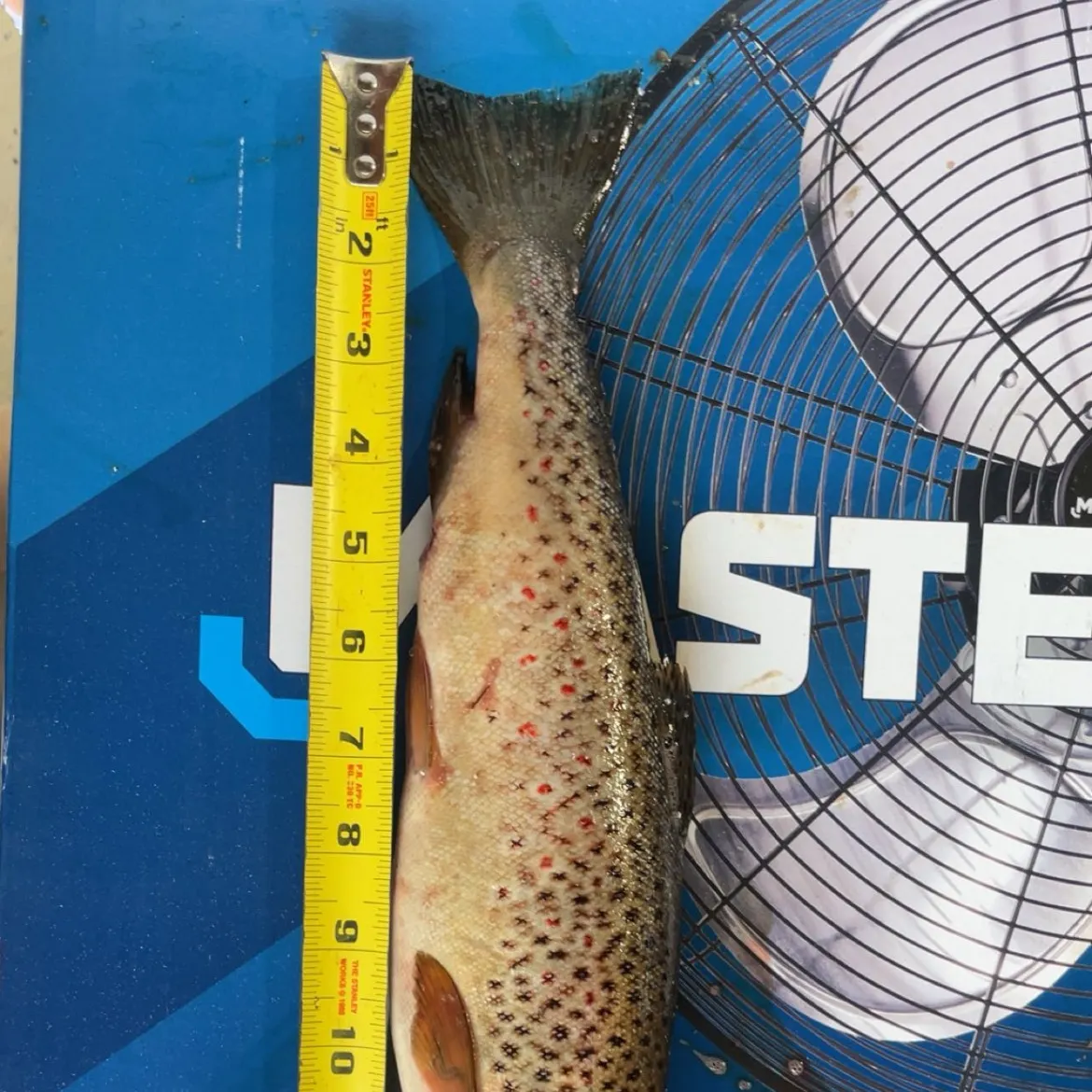 Lake trout caught on Fishbrain