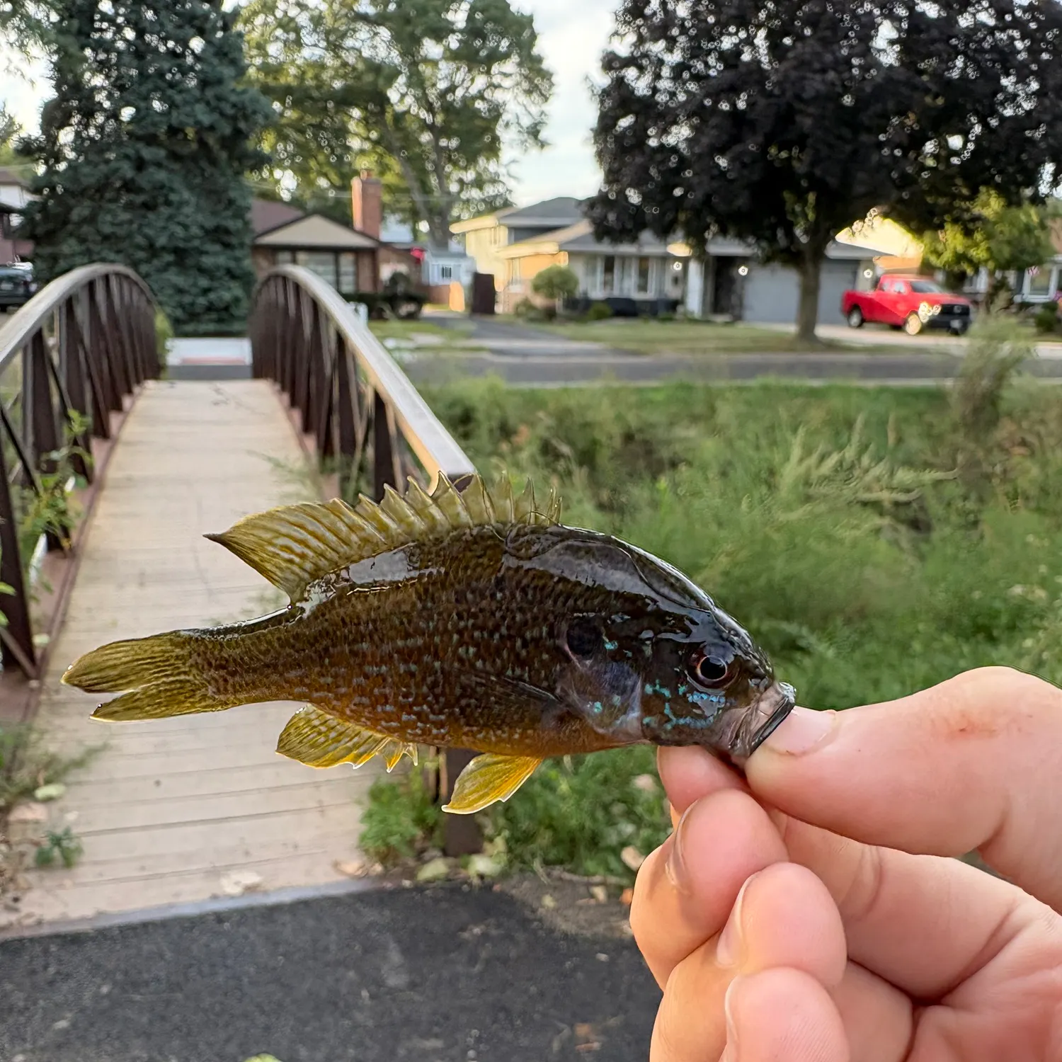 Green sunfish caught on Fishbrain