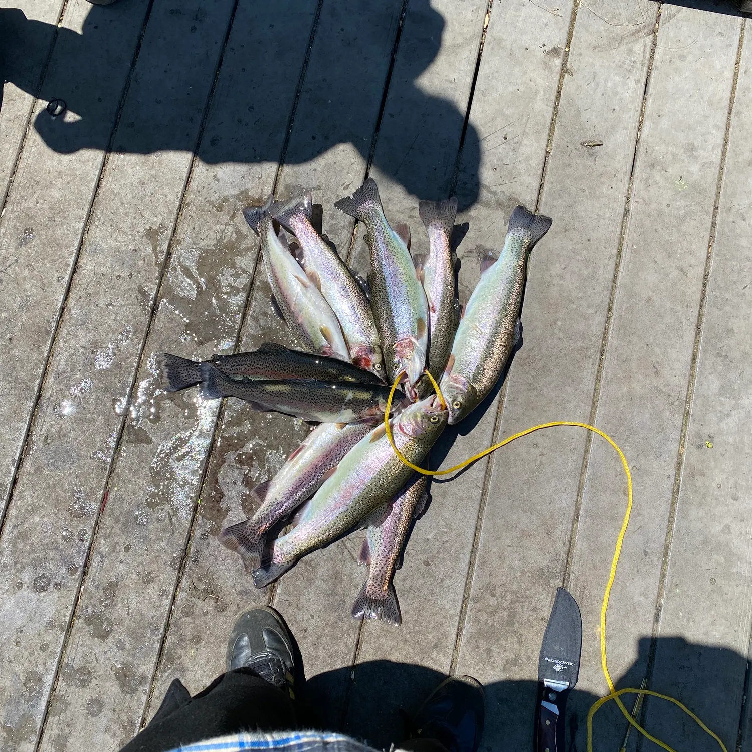 recently logged catches