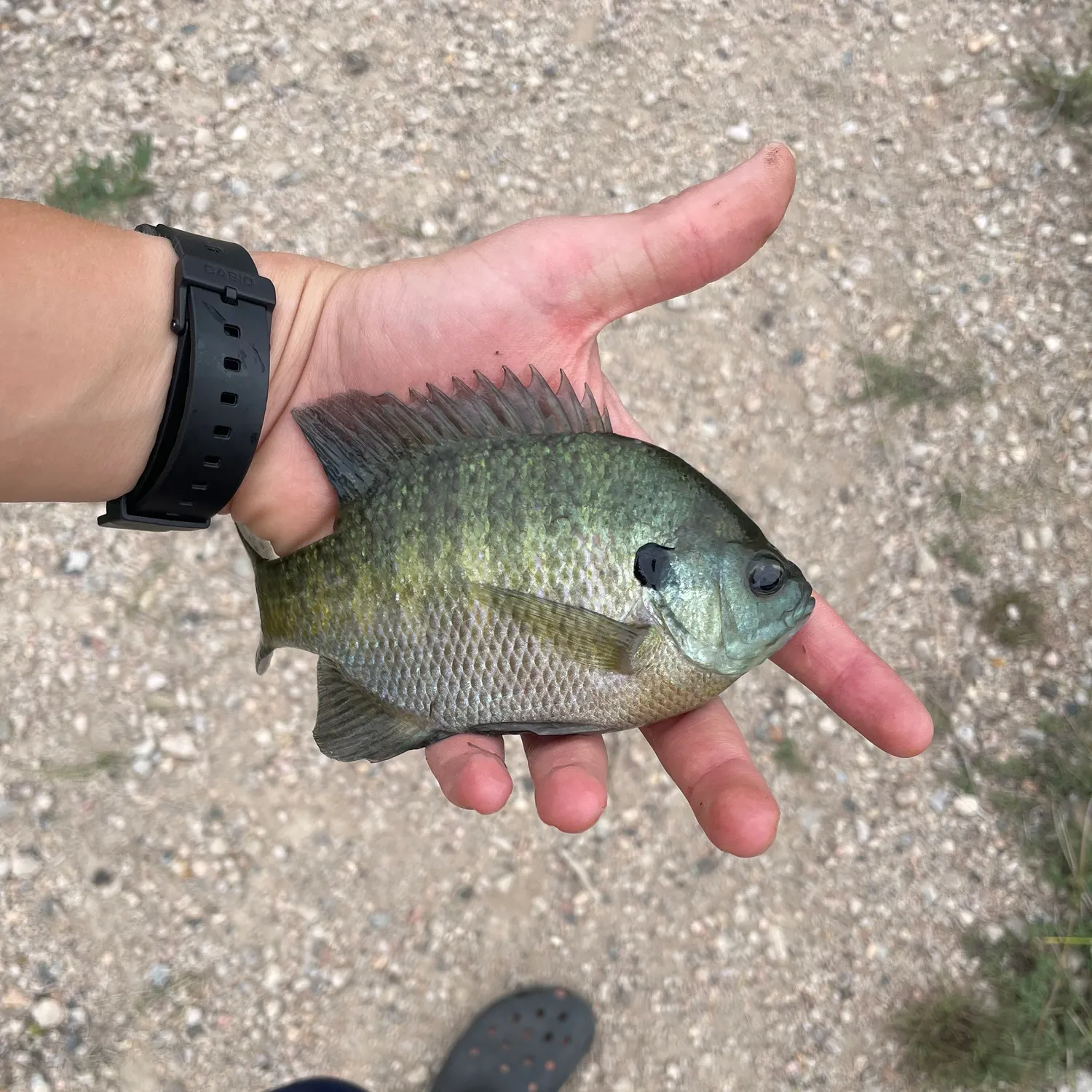 Bluegill caught on Fishbrain