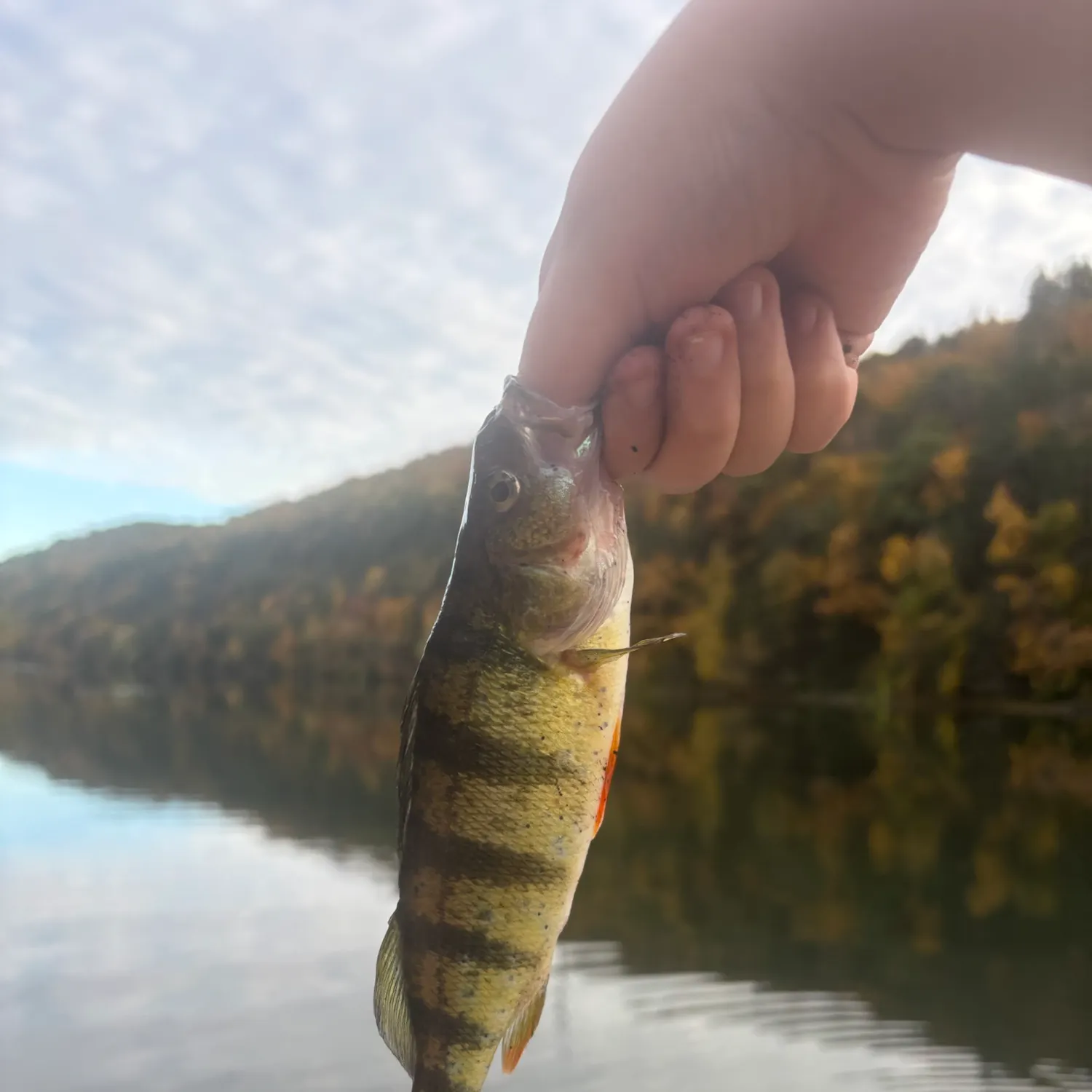 Yellow perch caught on Fishbrain