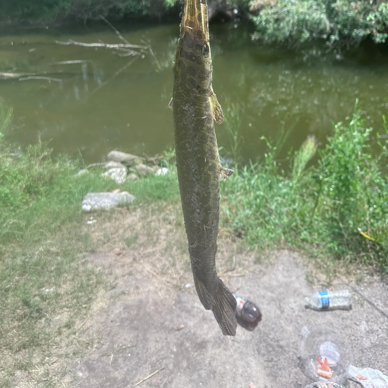 Spotted gar caught on Fishbrain