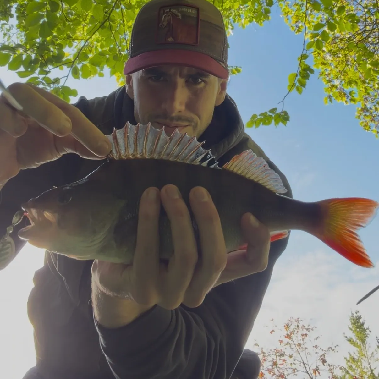 European perch caught on Fishbrain