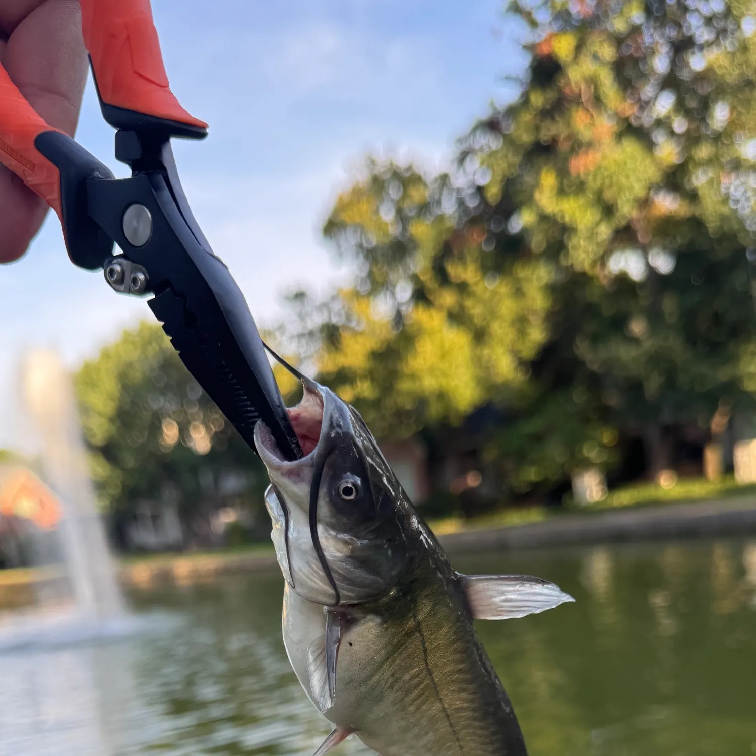 Fish caught on Fishbrain