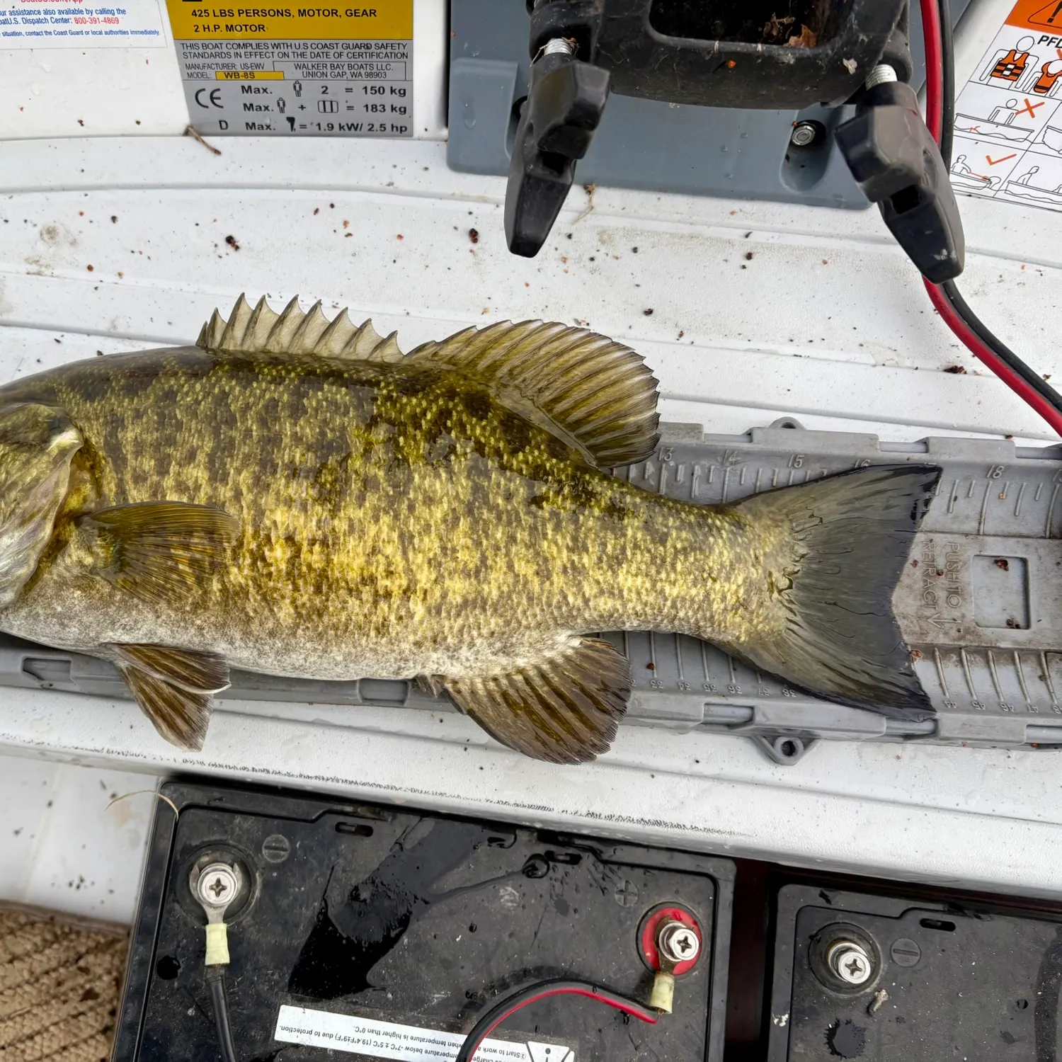 The most recent Smallmouth bass catches on Fishbrain