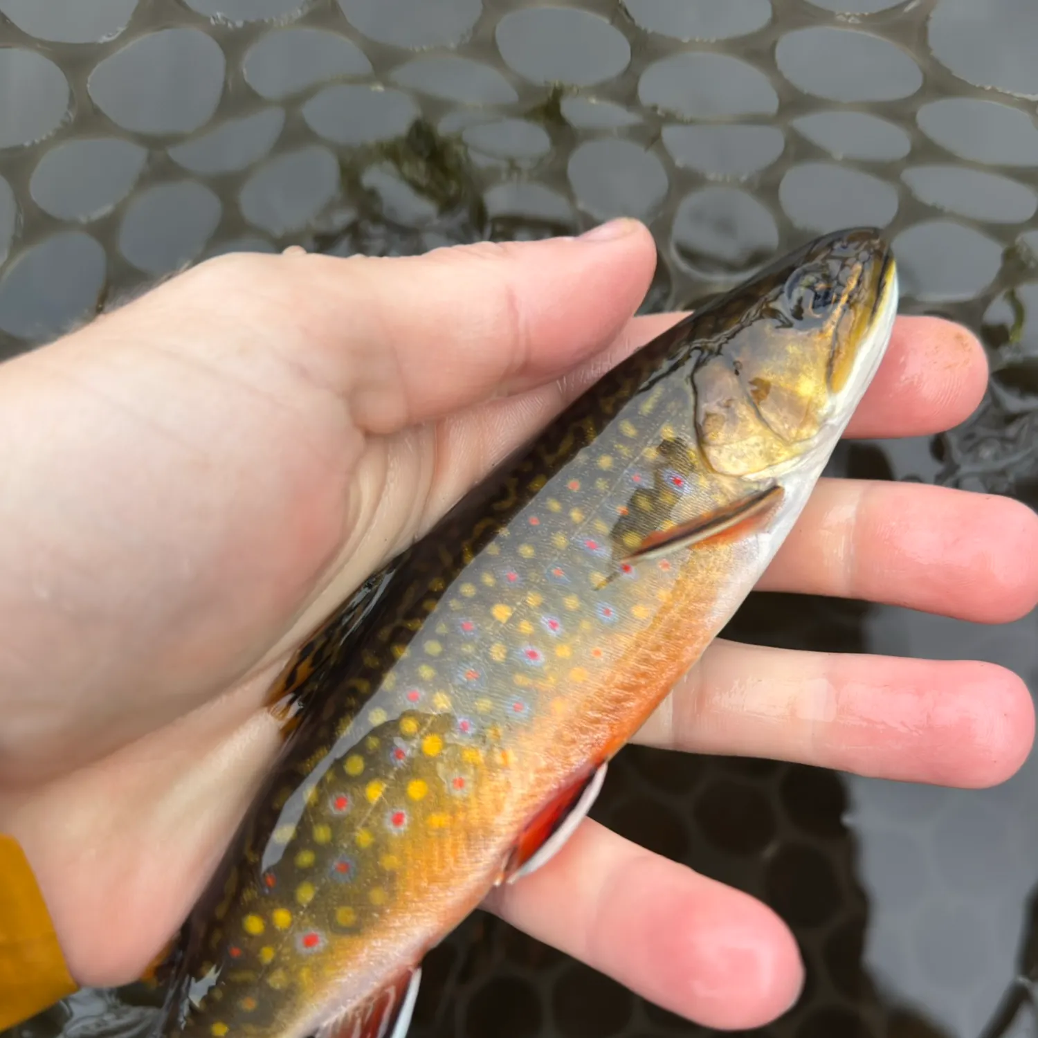 Brook trout caught on Fishbrain