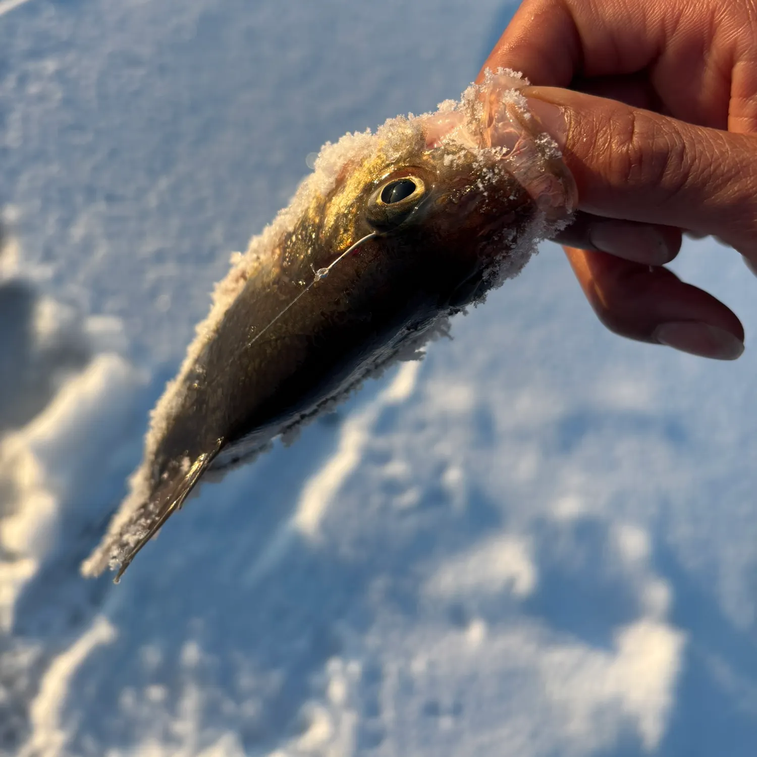 The most recent White perch catches on Fishbrain